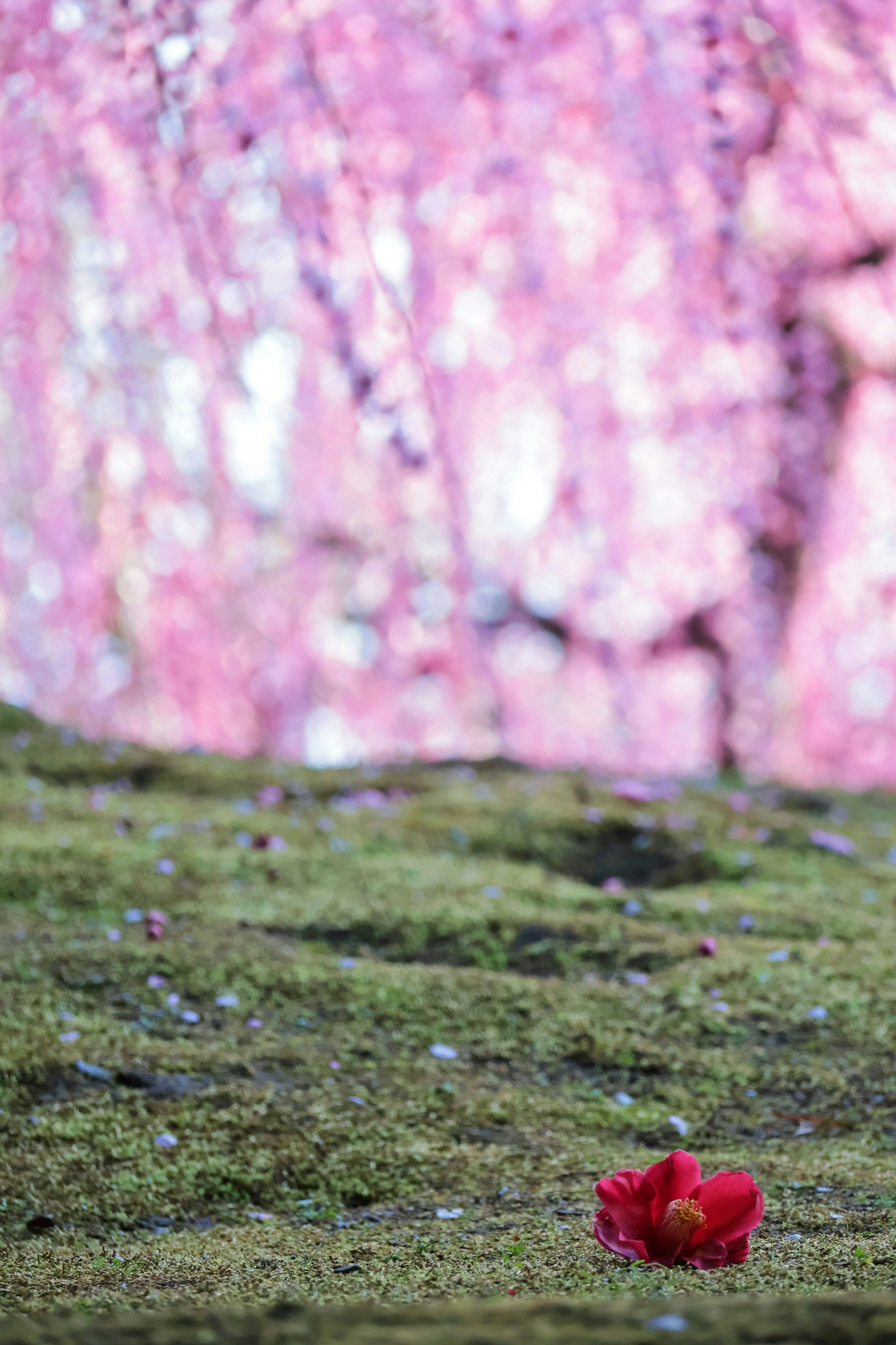 A red flower on mossy ground with a backdrop of cherry blossoms