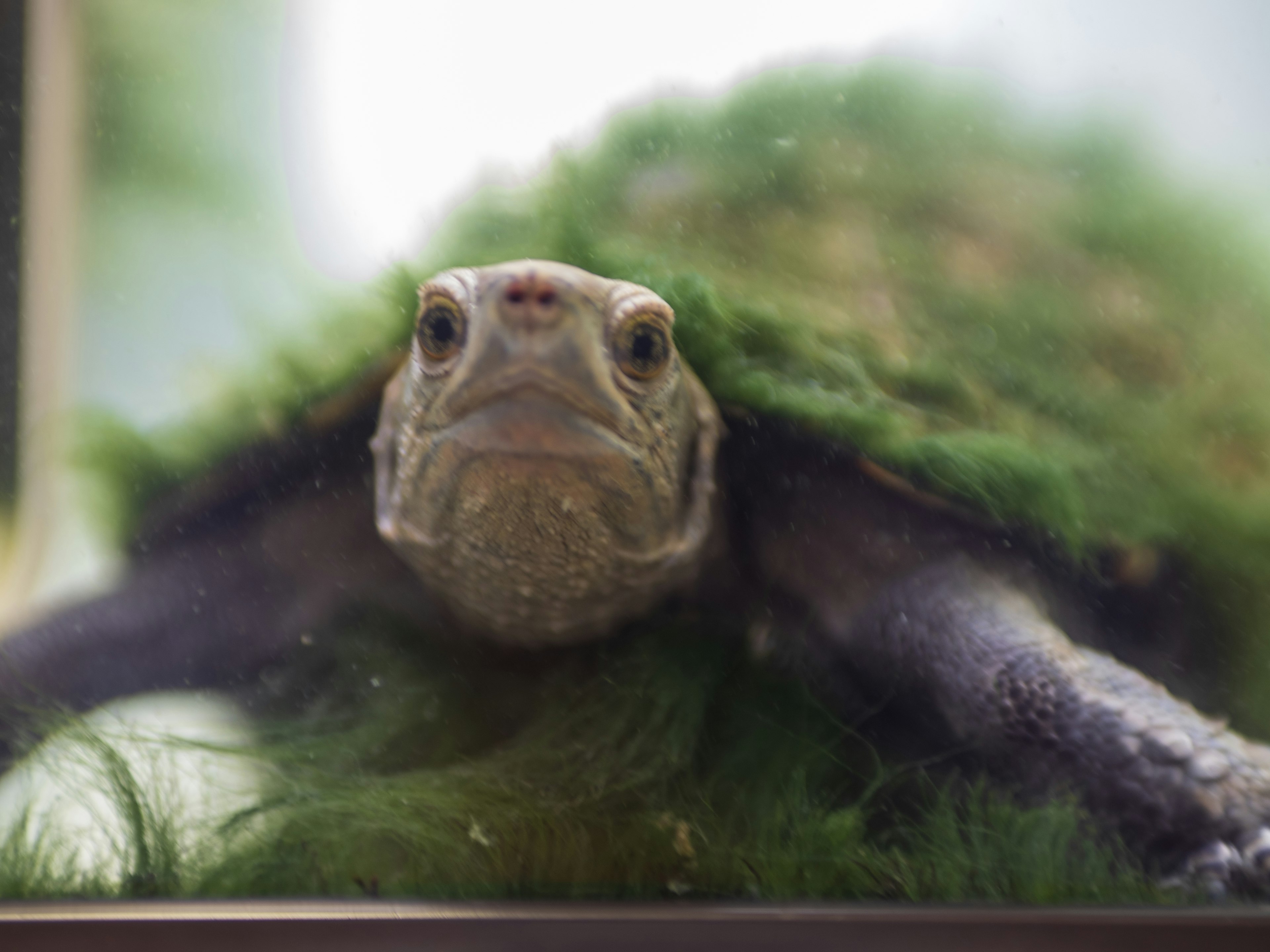 A turtle covered in green moss staring from inside an aquarium