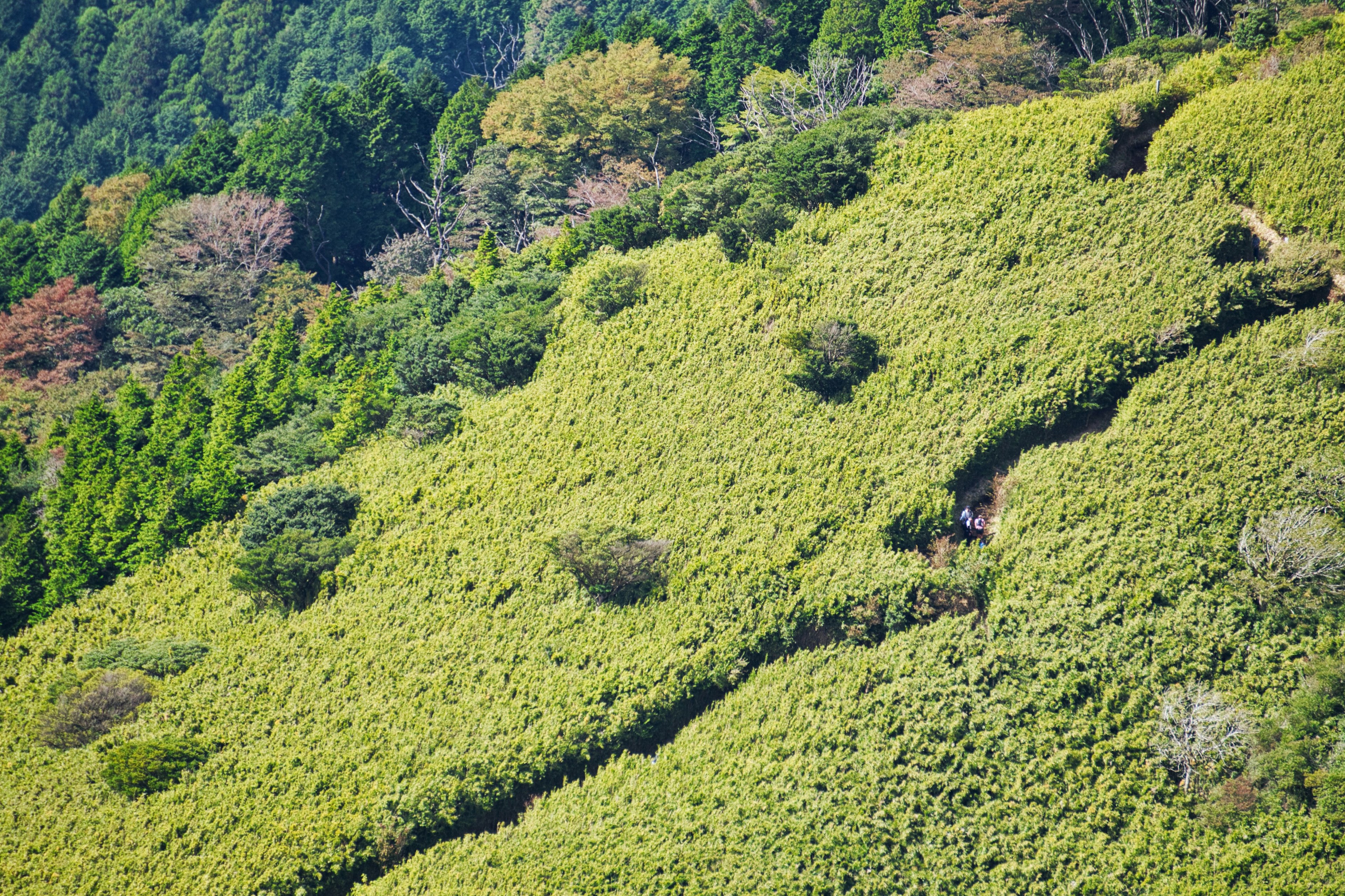 Lush green hillside landscape with winding paths