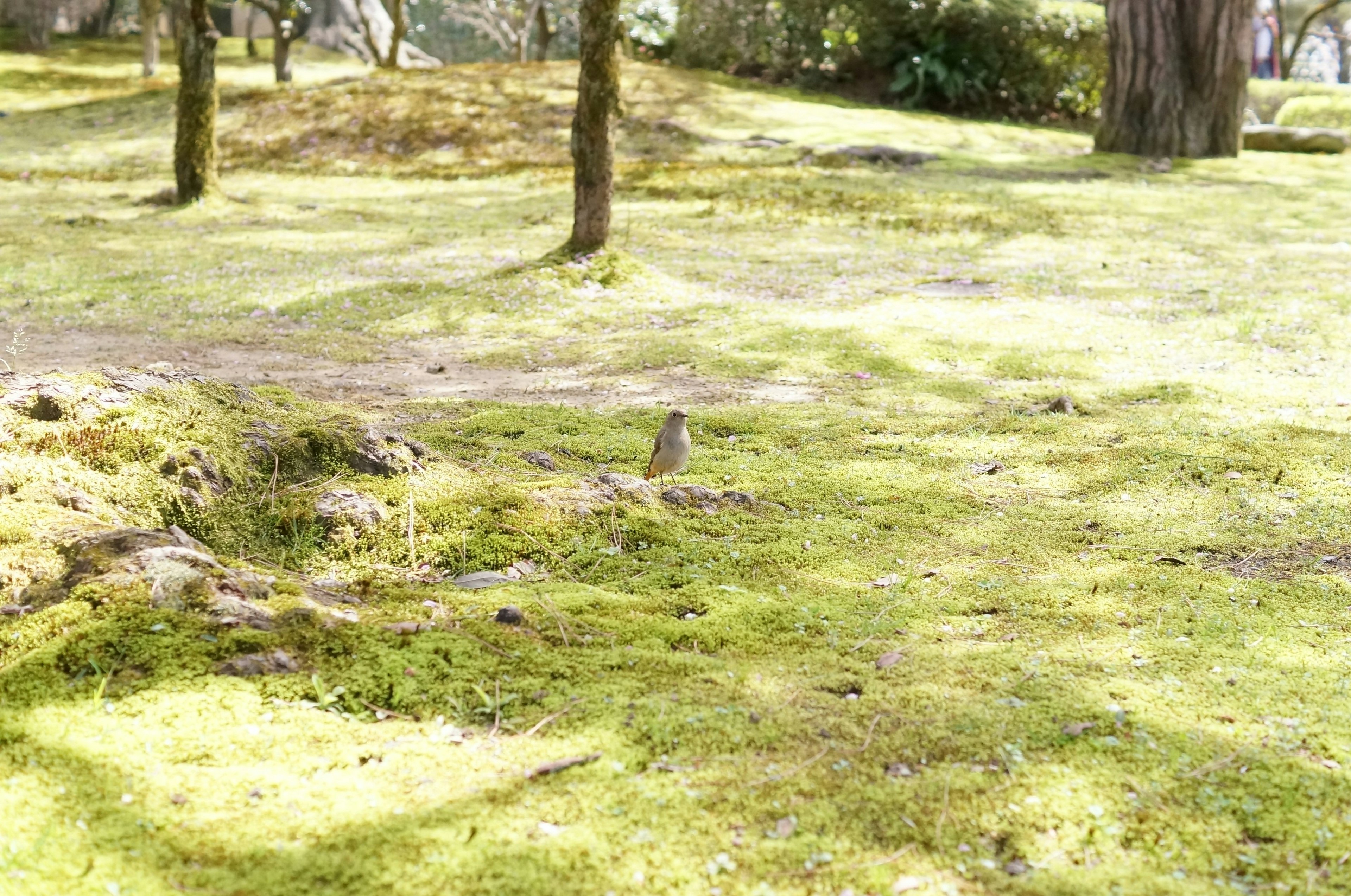 緑の苔に覆われた庭の風景で木々が点在している