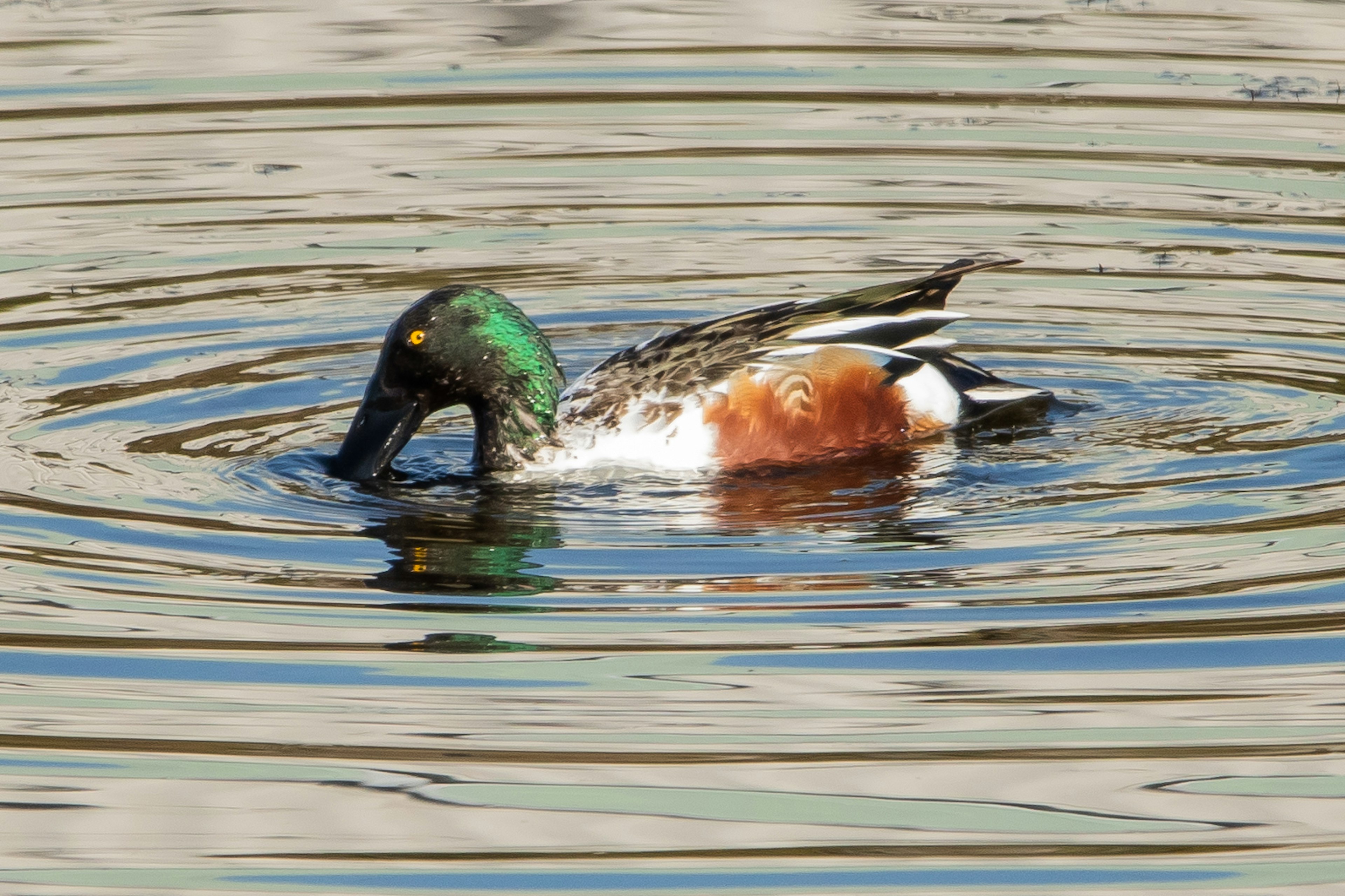 Male shoveler duck foraging in water with green head