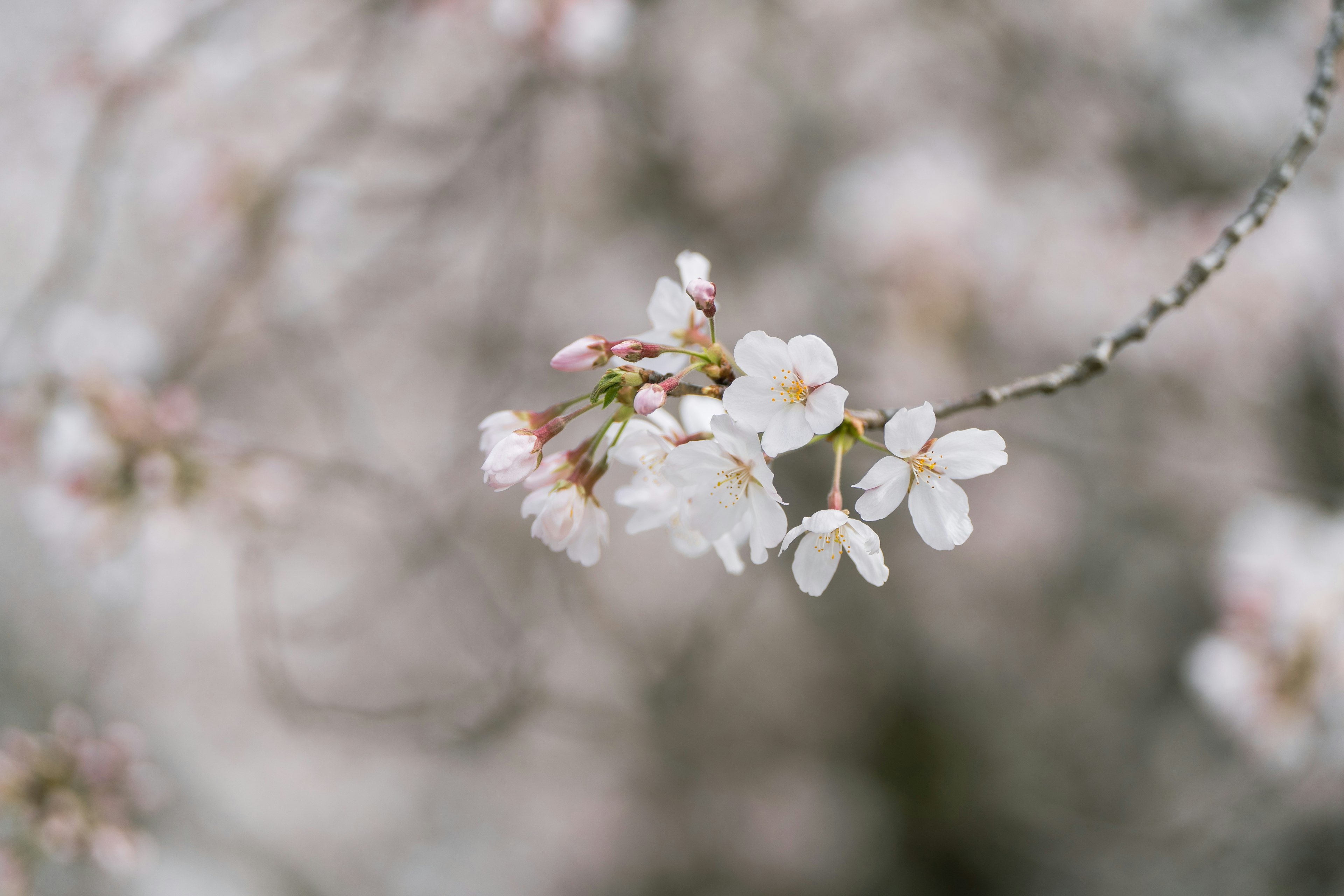 桜の花が咲いている枝のクローズアップ