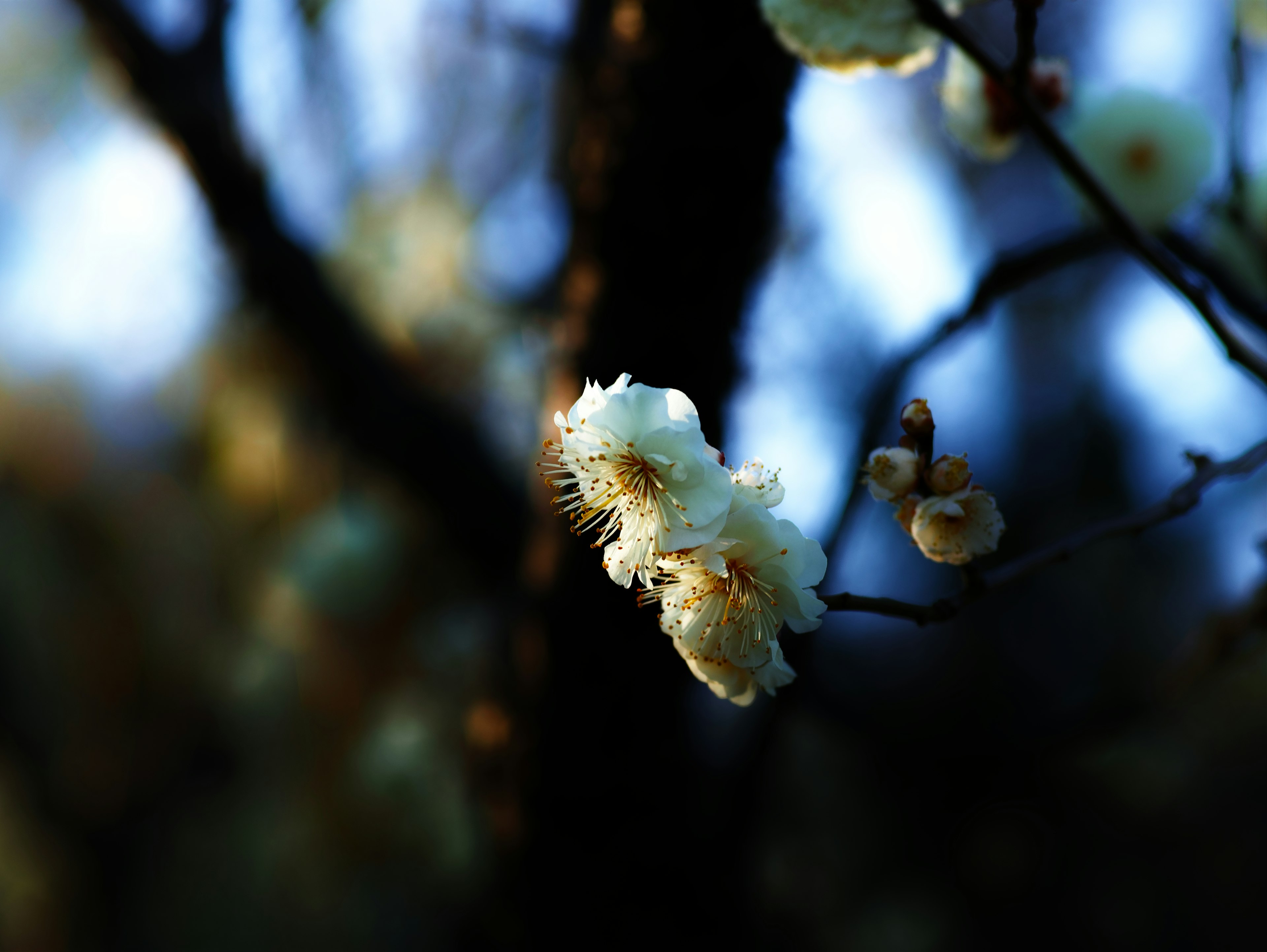 Fiori bianchi delicati che fioriscono su un ramo