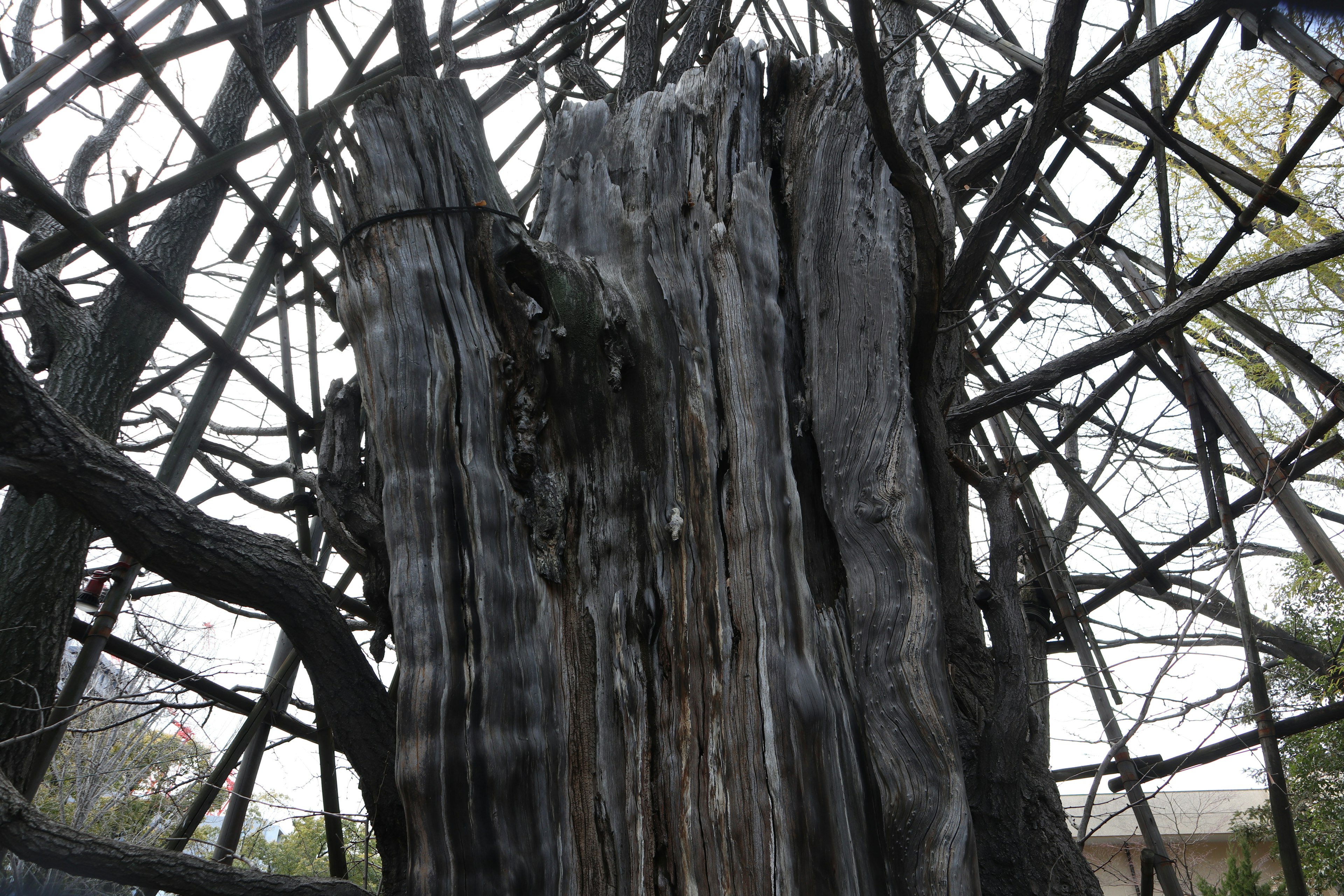 Vista interior de un árbol en descomposición rodeado por una estructura metálica