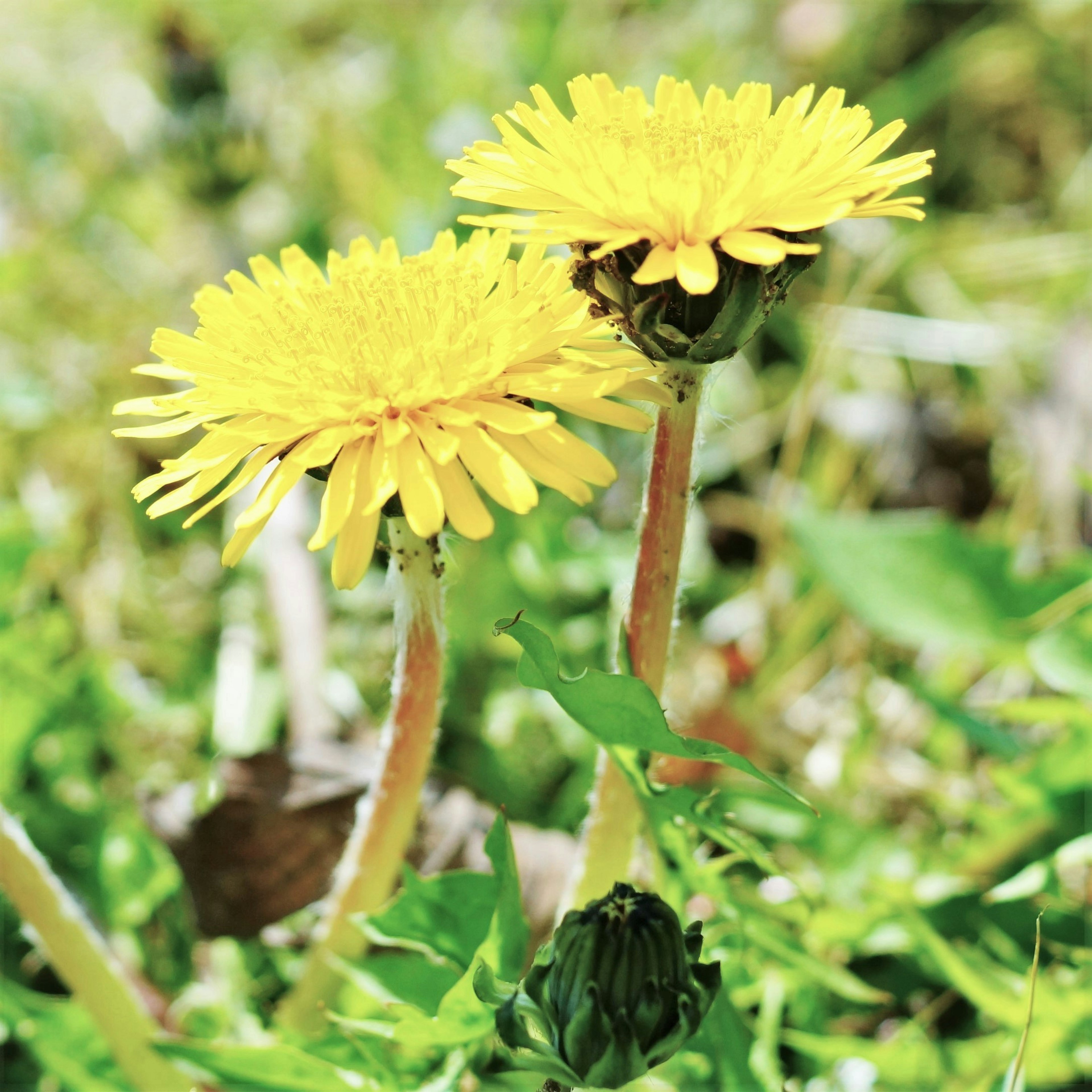 Two yellow dandelion flowers blooming among green grass