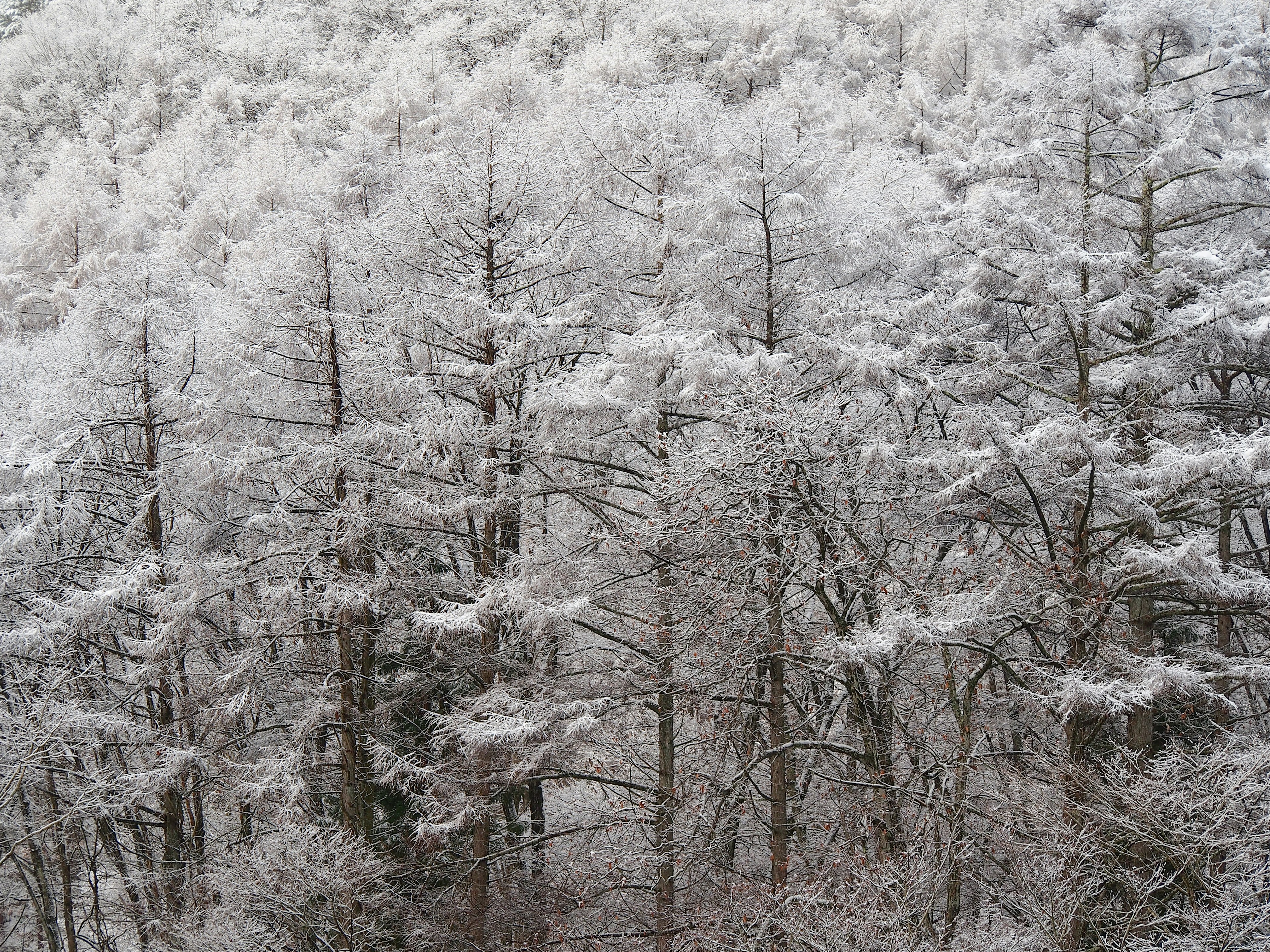 雪に覆われた木々の風景