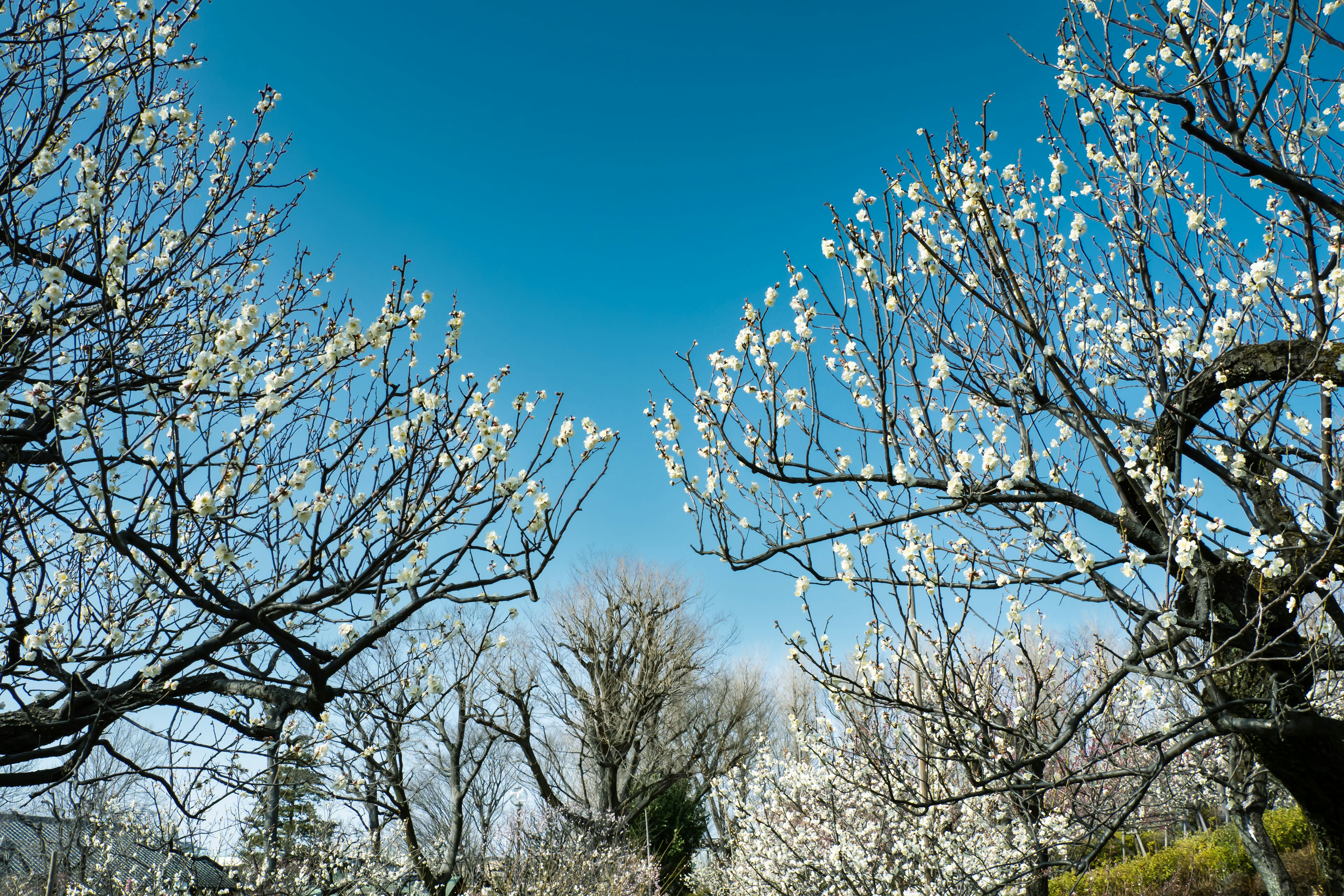 Landschaft mit Bäumen und weißen Blüten unter einem blauen Himmel