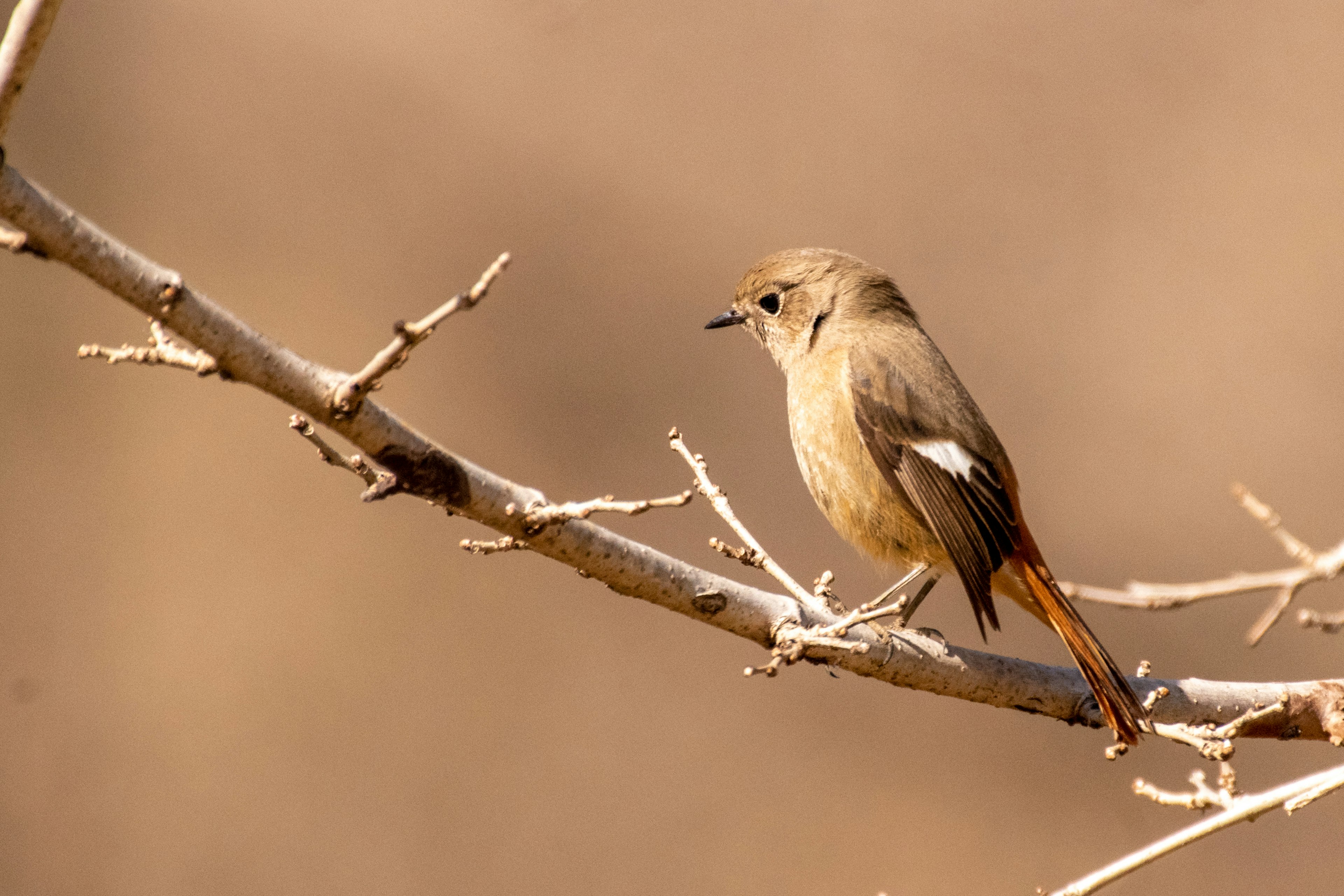 Ein kleiner brauner Vogel sitzt auf einem Zweig vor einem sanften braunen Hintergrund