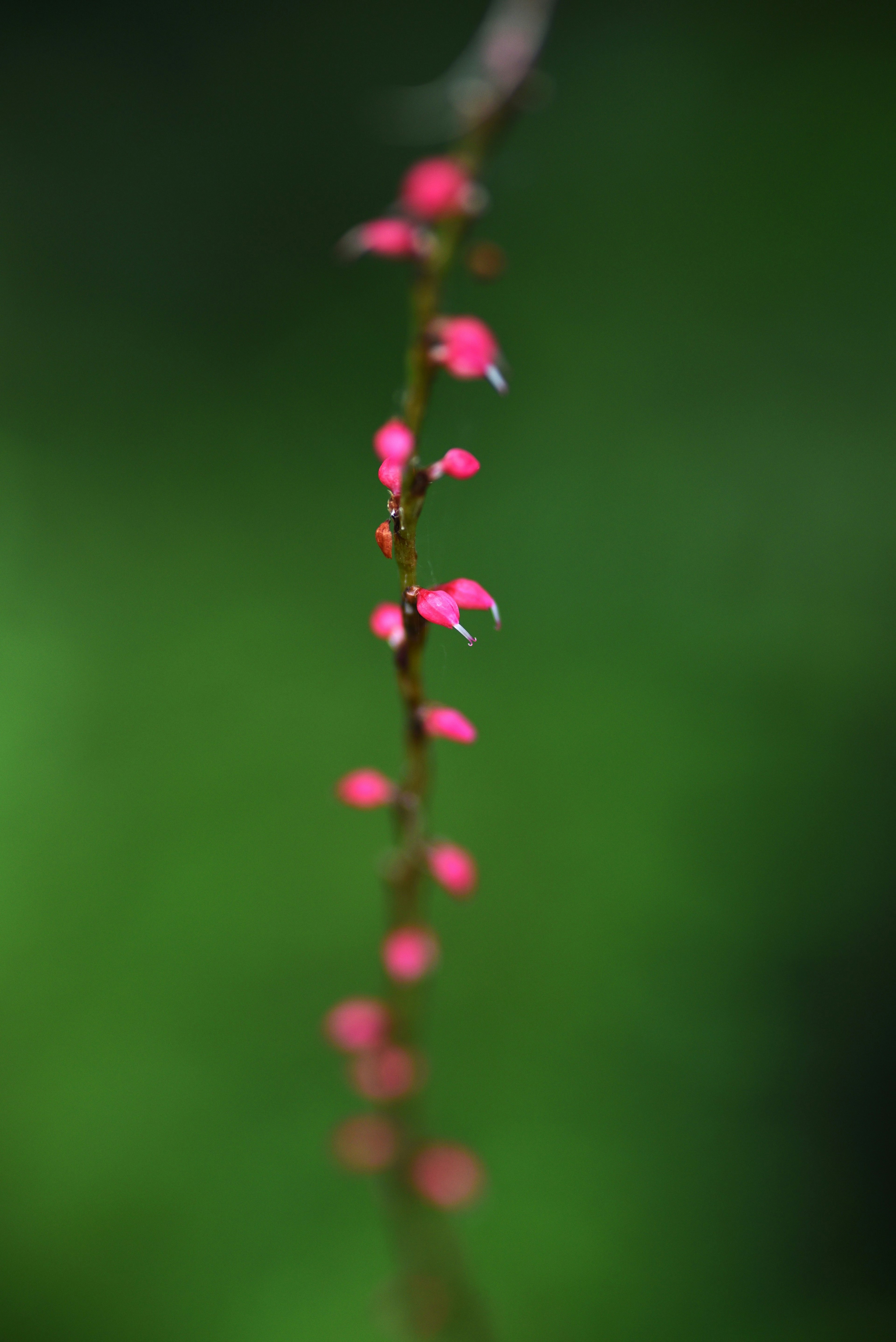 緑の背景に鮮やかなピンクの小花がついた細長い茎