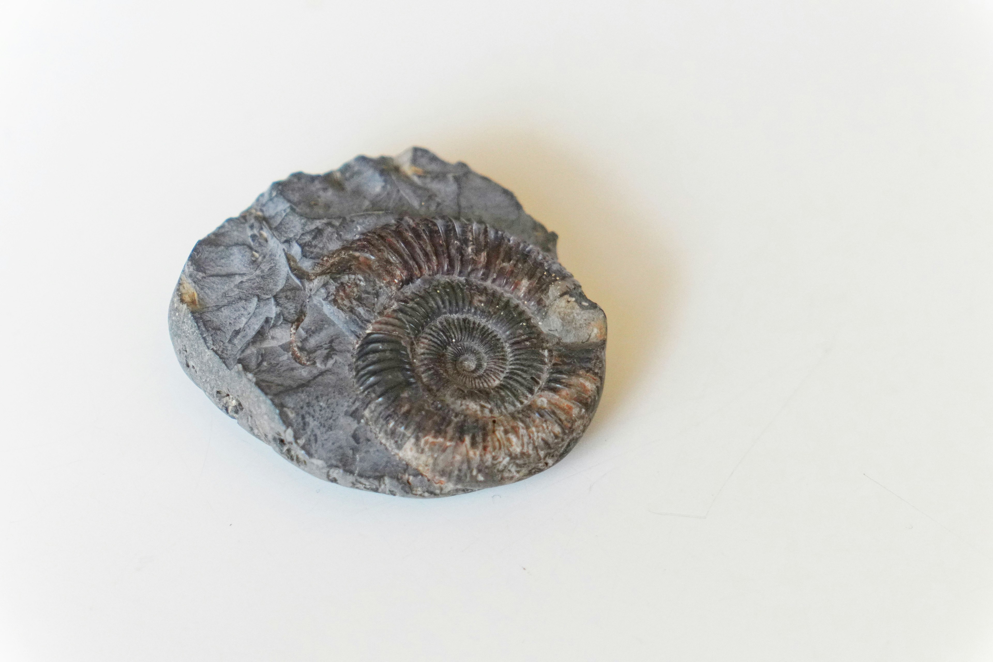 Fossile d'ammonite posé sur une surface rocheuse texturée