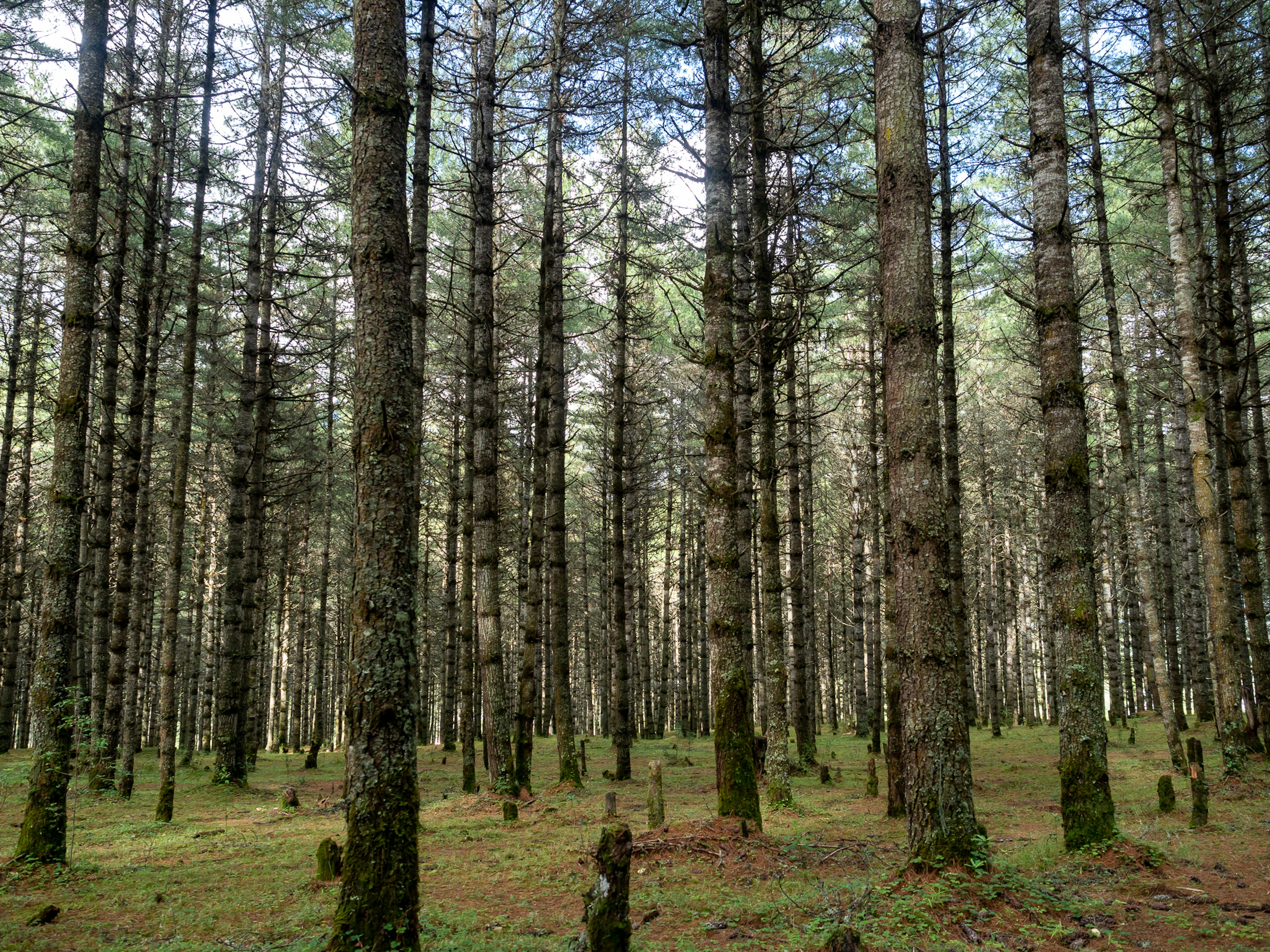 Forêt dense avec de grands arbres et un sol mousseux