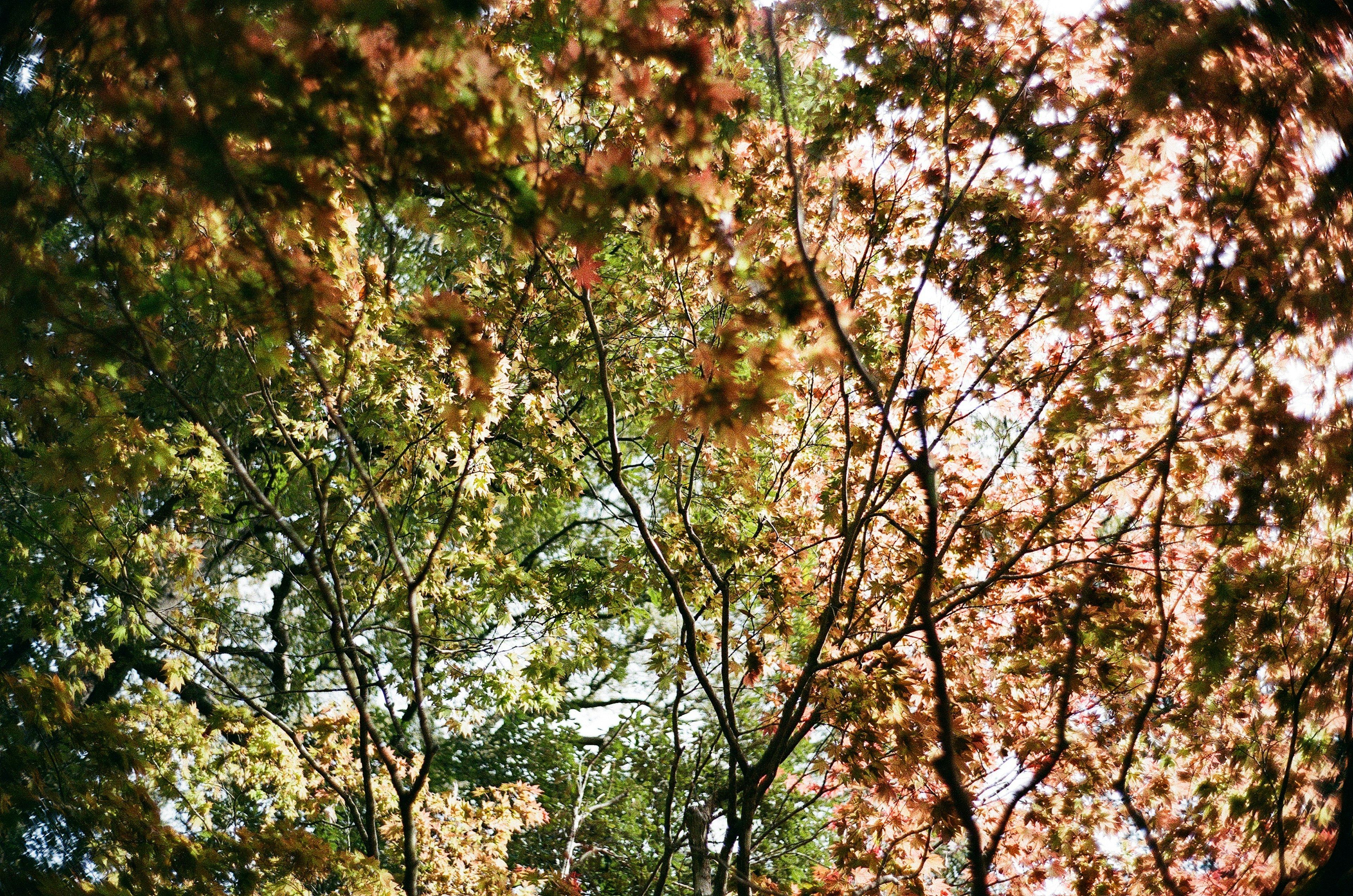 Vista de árboles con follaje de otoño en colores vibrantes