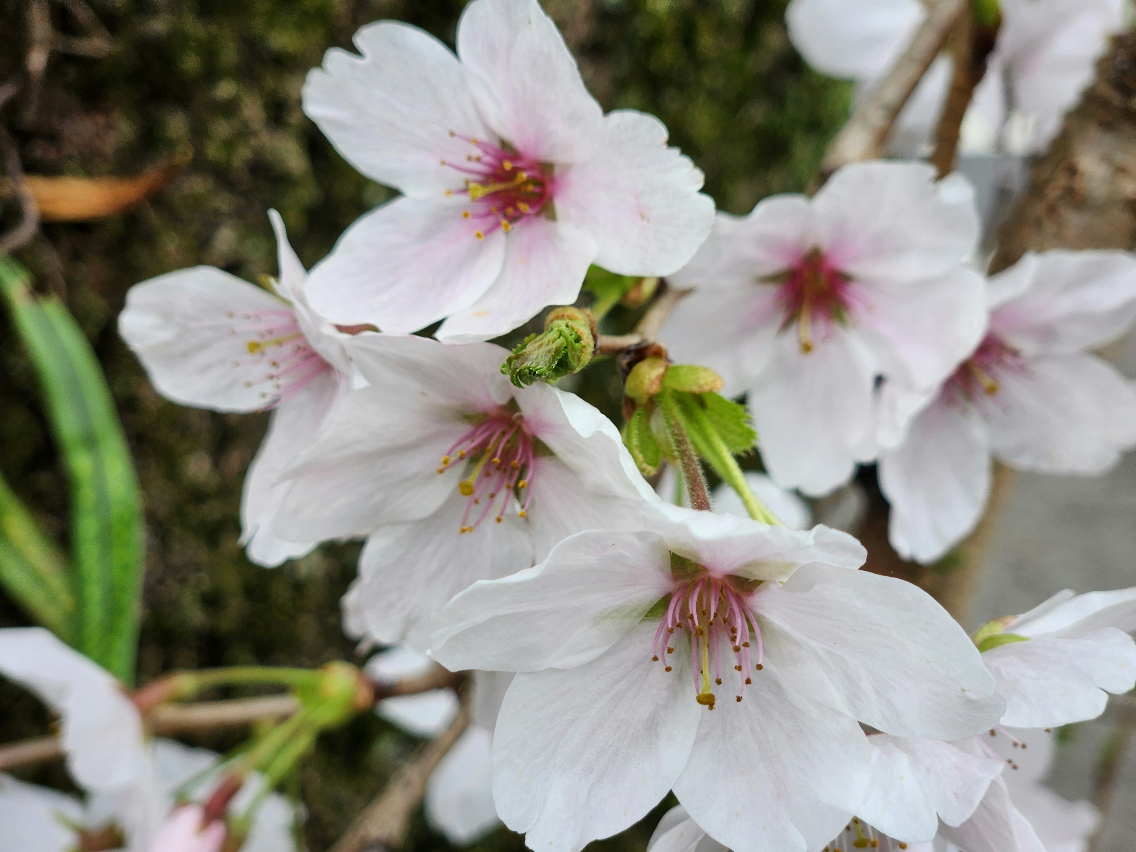 Hermosas flores de cerezo en plena floración