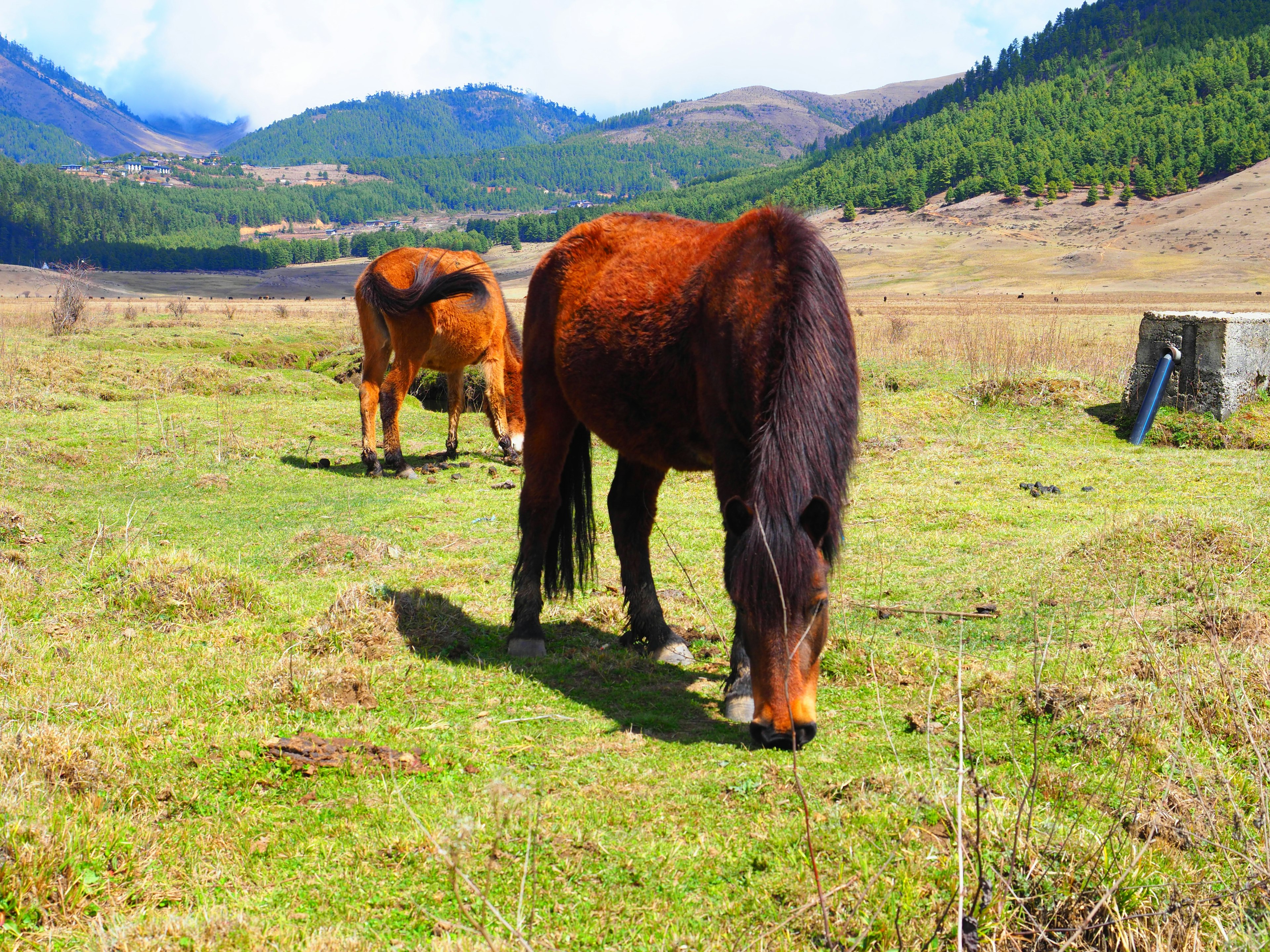 Zwei Pferde grasen auf einer Wiese mit Bergen und blauem Himmel im Hintergrund