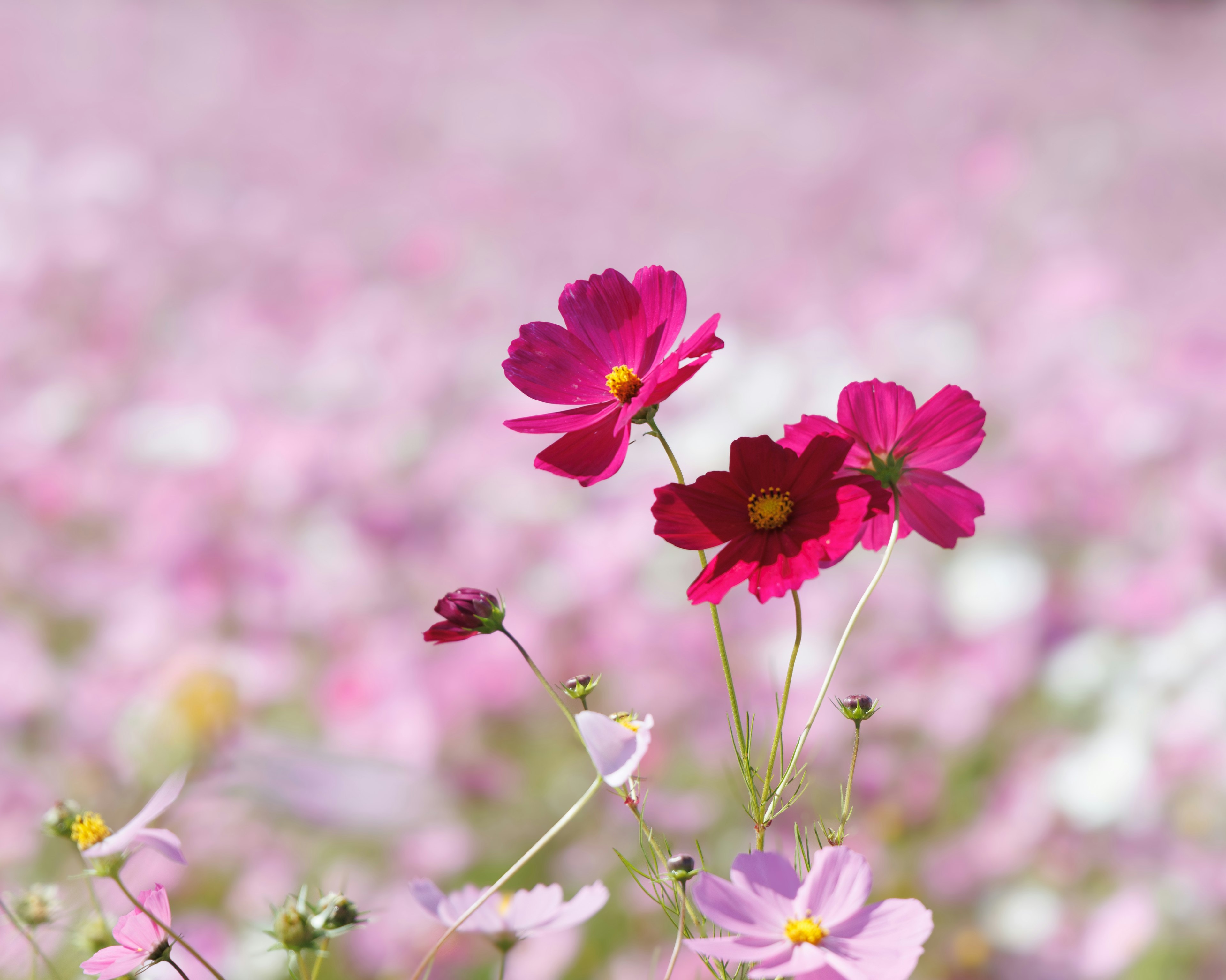 Lebendige rosa Blumen in einem Feld mit einer auffälligen roten Blume