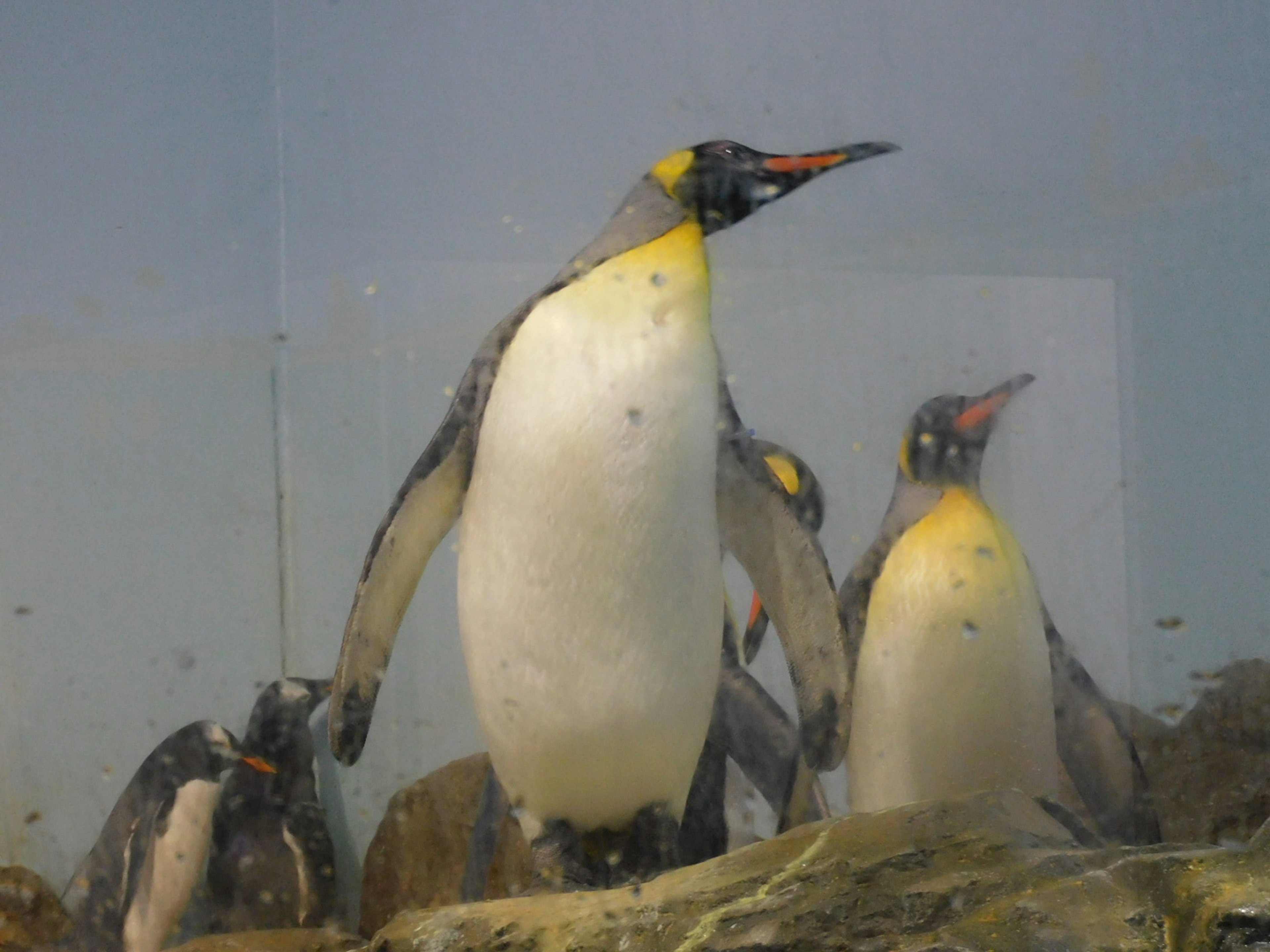 Pinguine stehen auf Felsen mit klarem Hintergrund