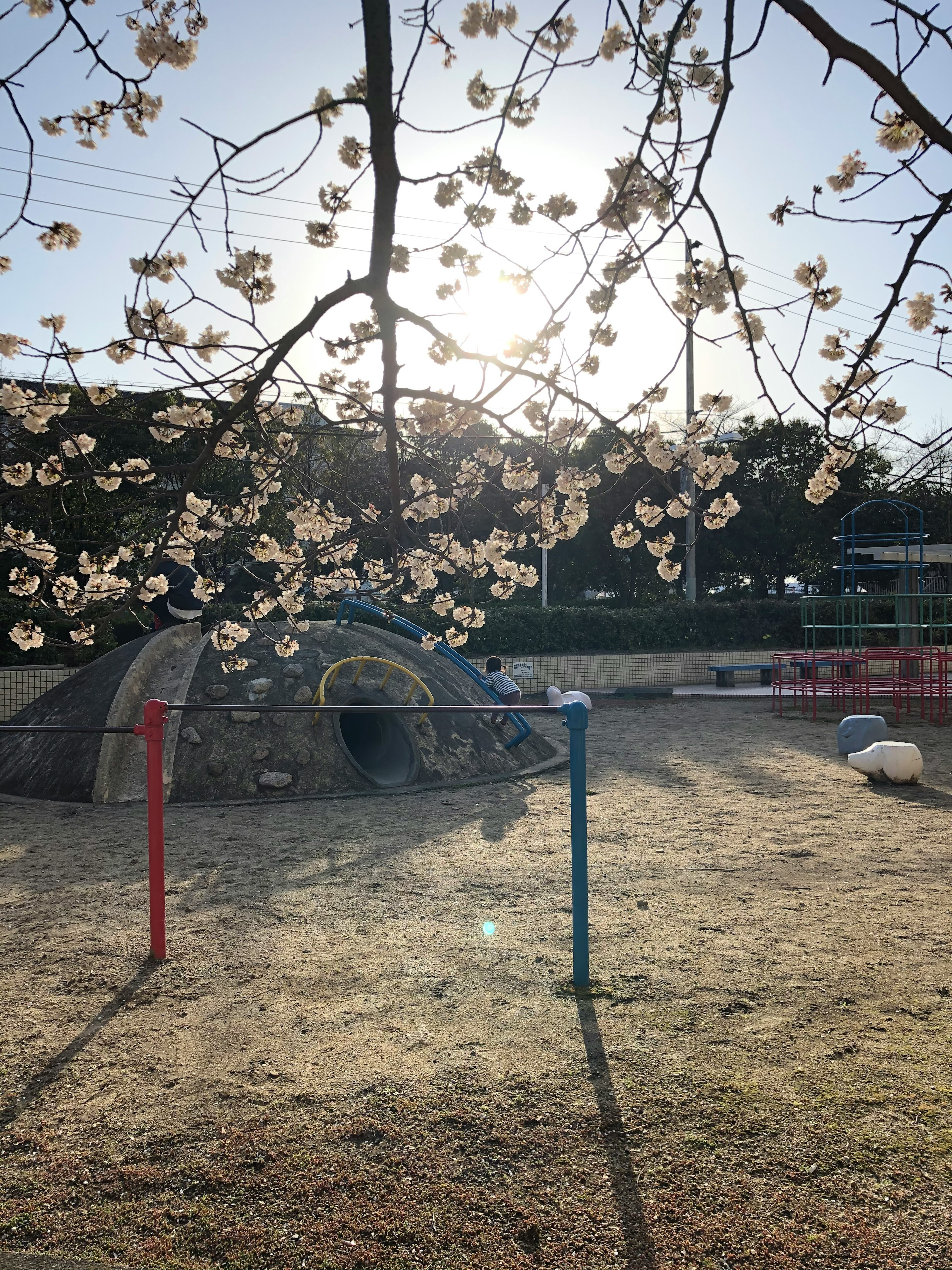 Escena de un parque infantil con flores de cerezo y equipo de juego