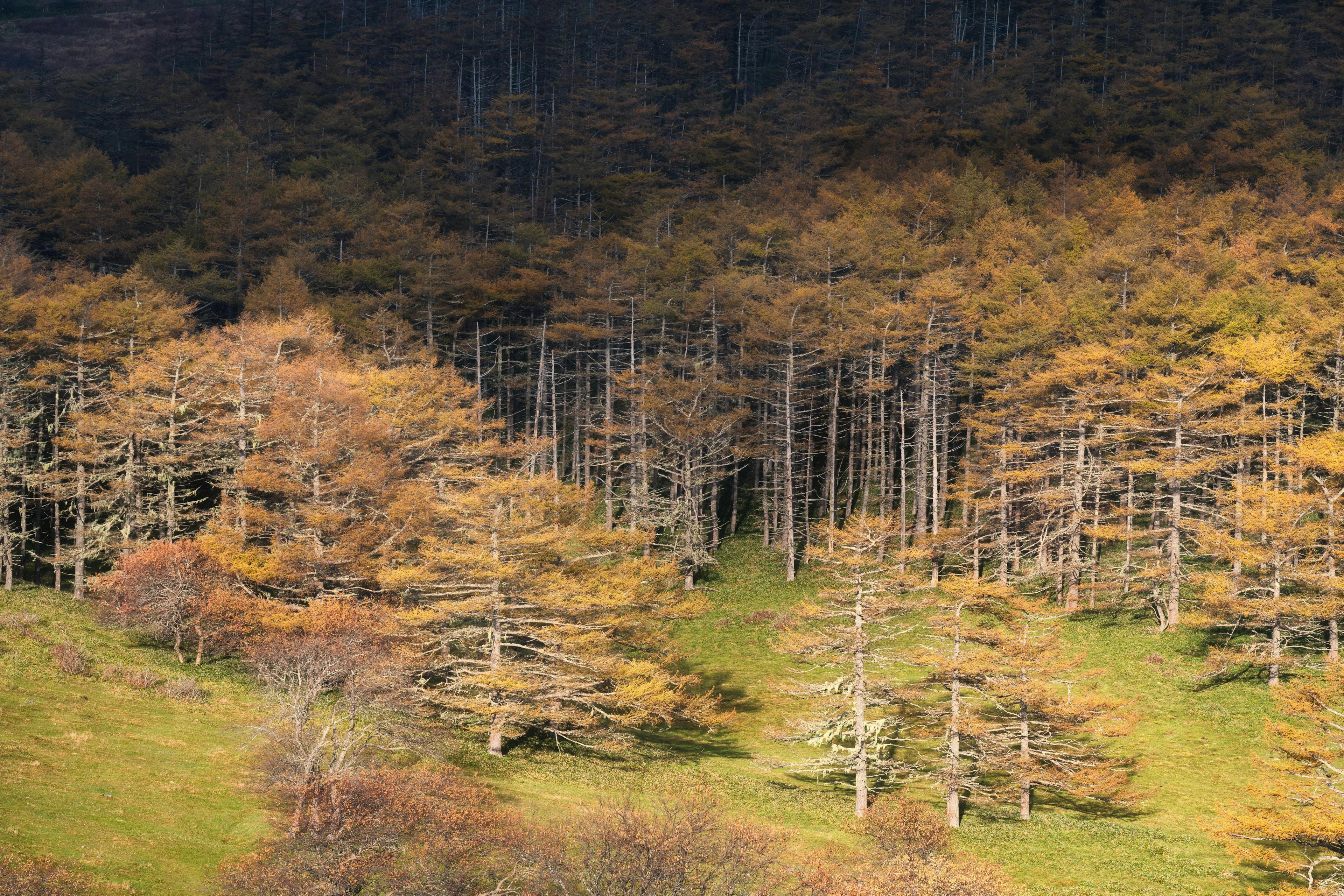 Paisaje otoñal con árboles coloridos área de hierba verde y montañas en sombra