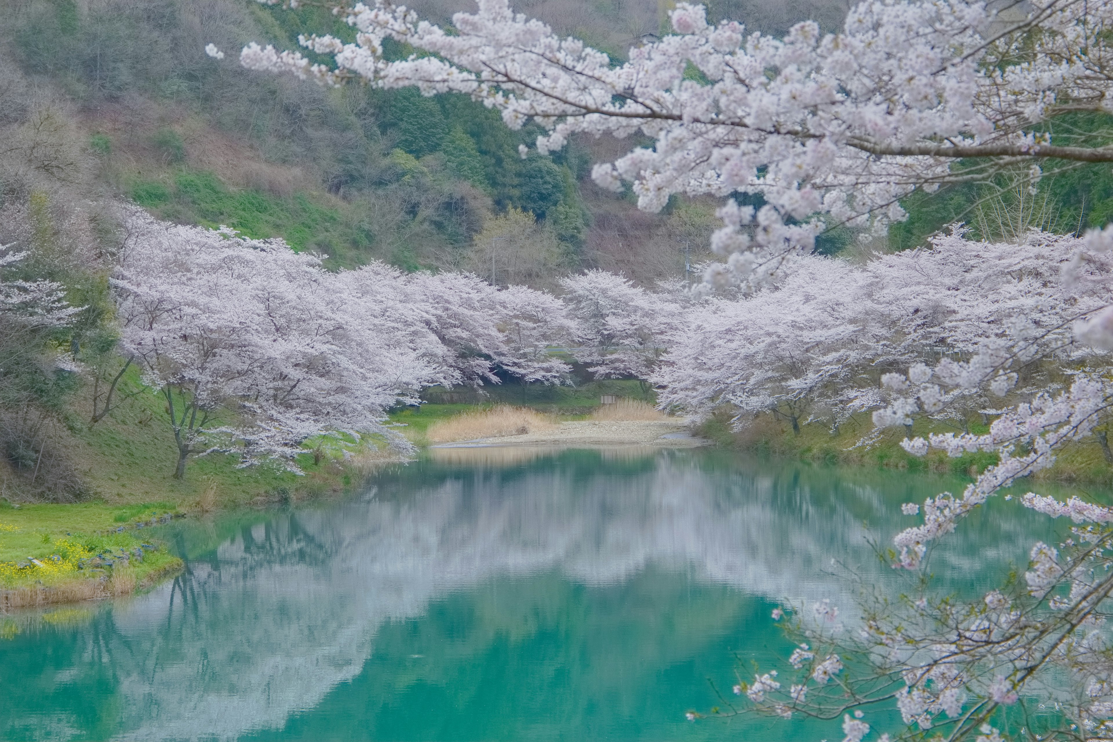 Alberi di ciliegio in fiore sopra un fiume tranquillo con acqua turchese vibrante