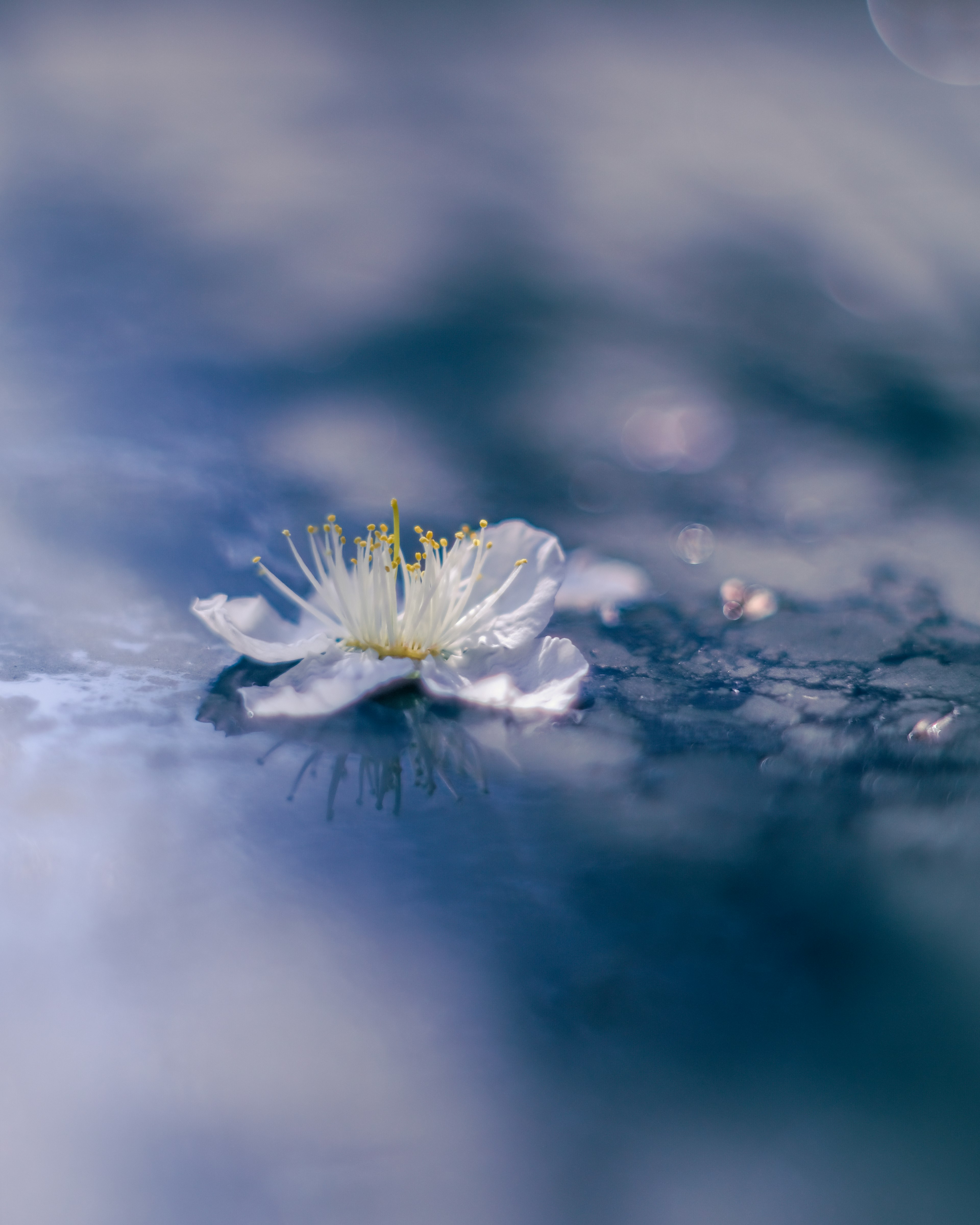 Primo piano di un fiore bianco che galleggia su uno sfondo blu