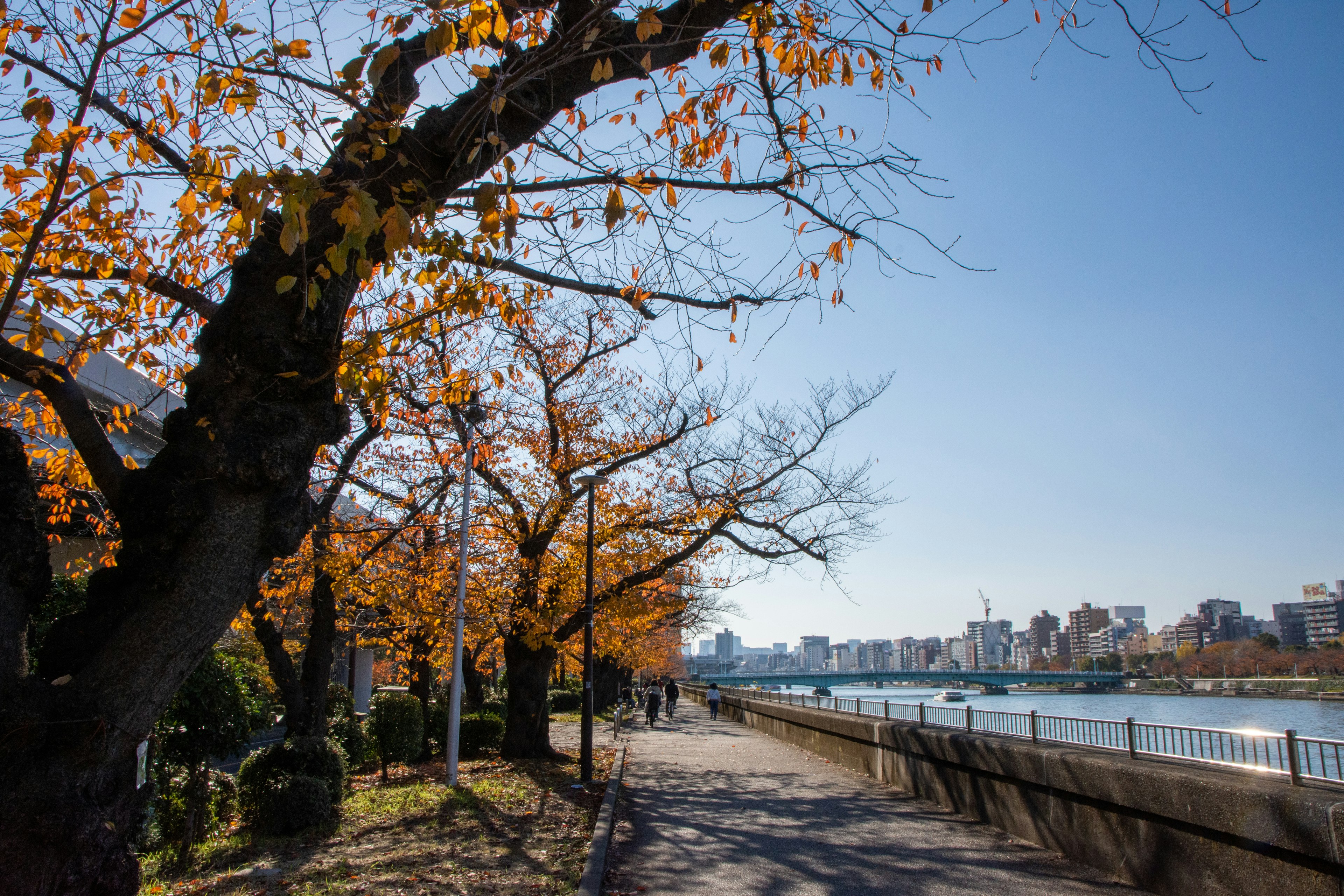 Herbstbäume mit orangefarbenen Blättern entlang eines Uferwegs