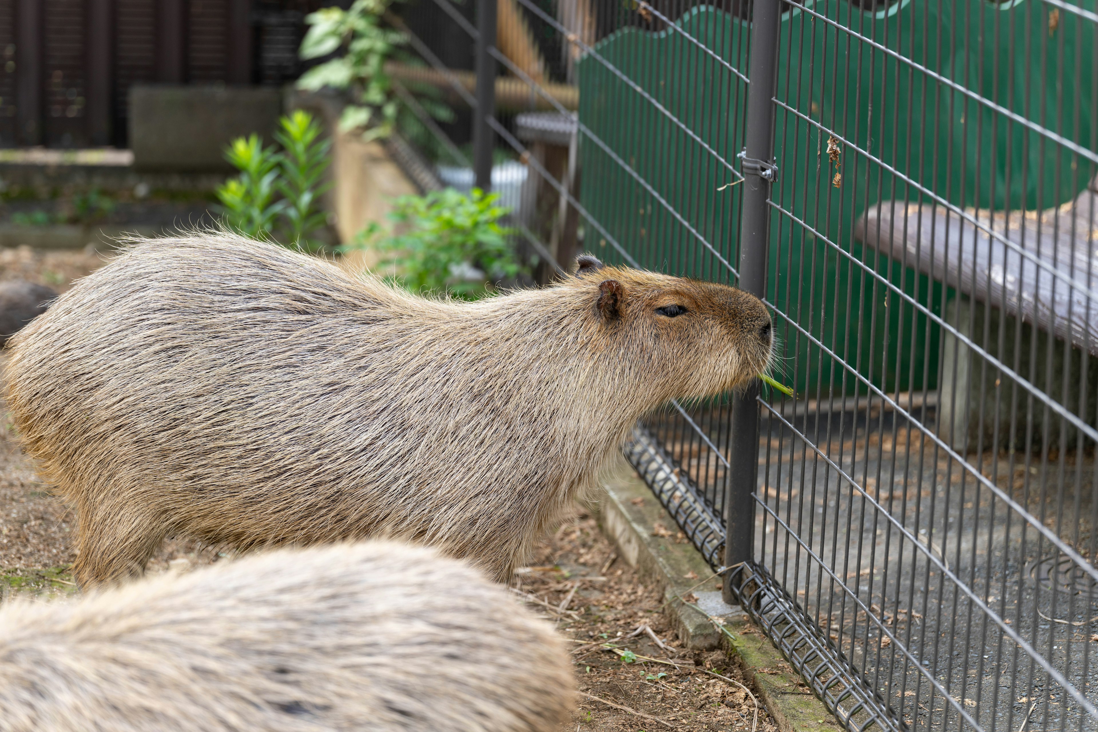 Un capybara près d'une clôture en train de renifler l'herbe