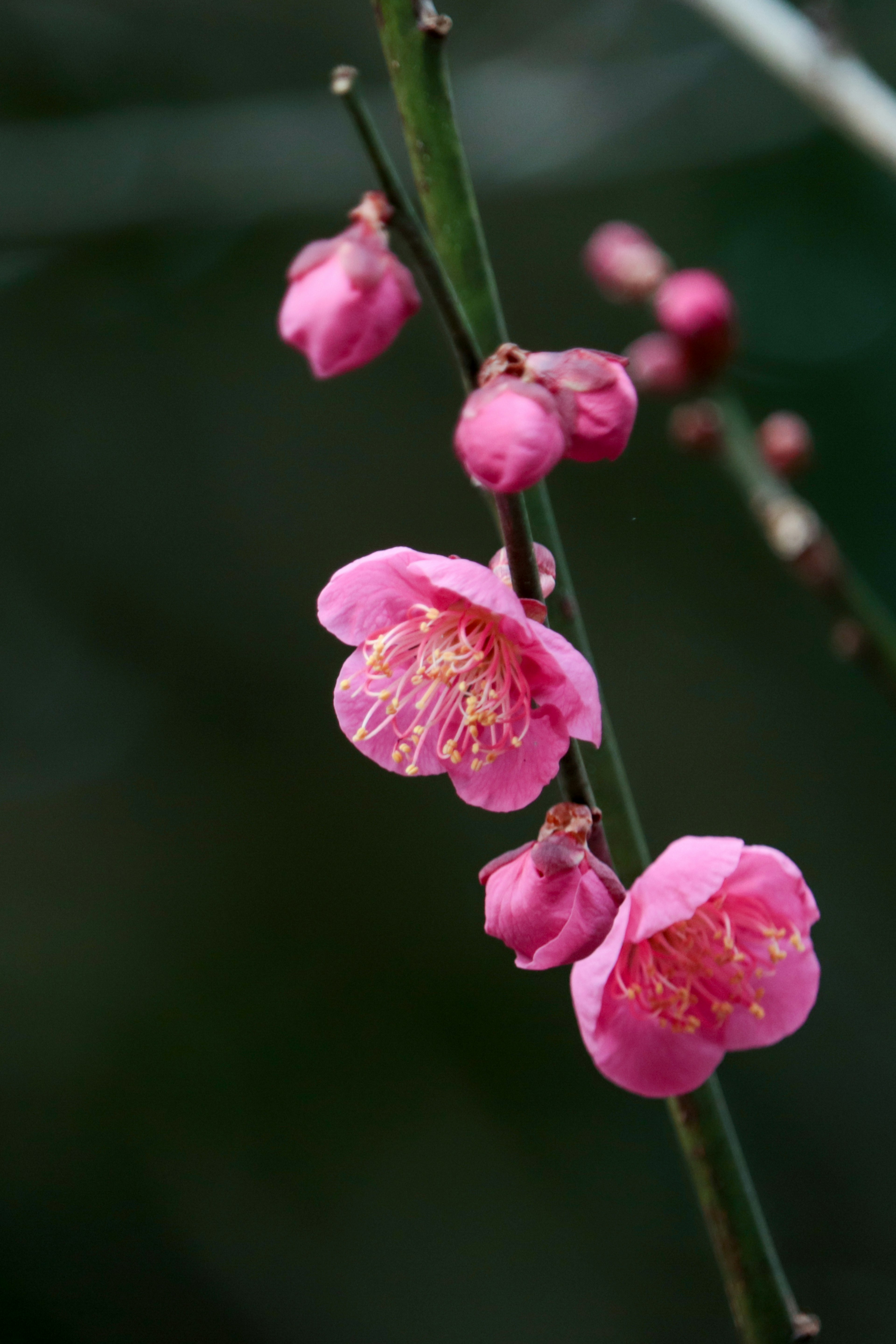 Flores de ciruelo rosas en una rama