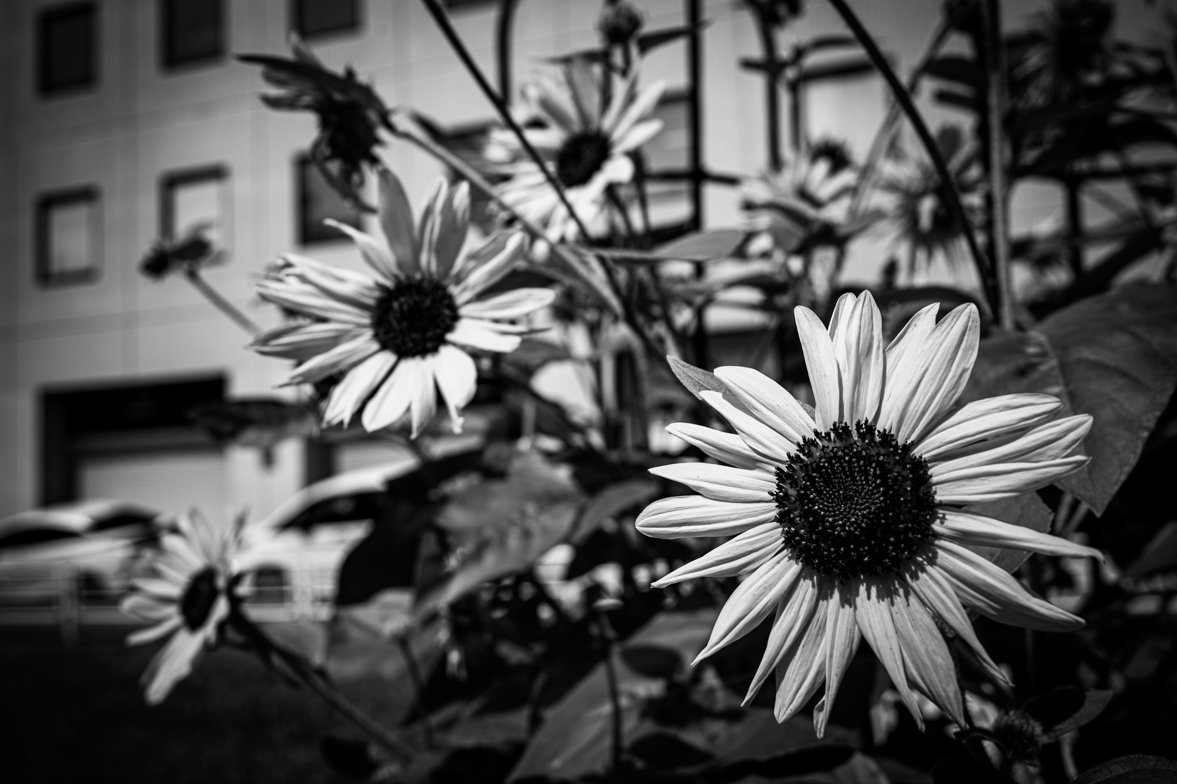 Close-up of sunflowers in black and white with a building in the background