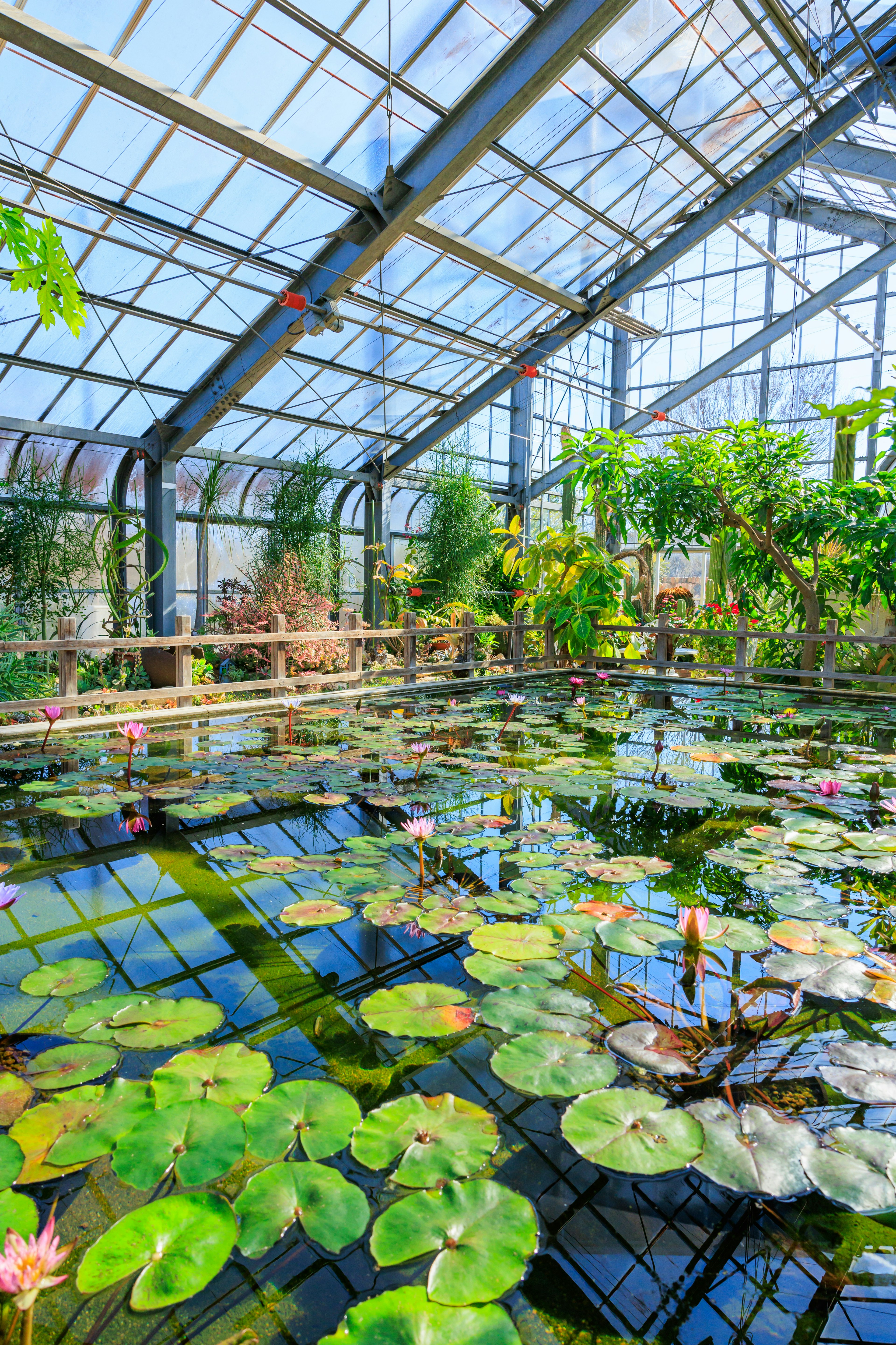 温室の中に広がる水面に浮かぶ睡蓮と豊かな緑の植物