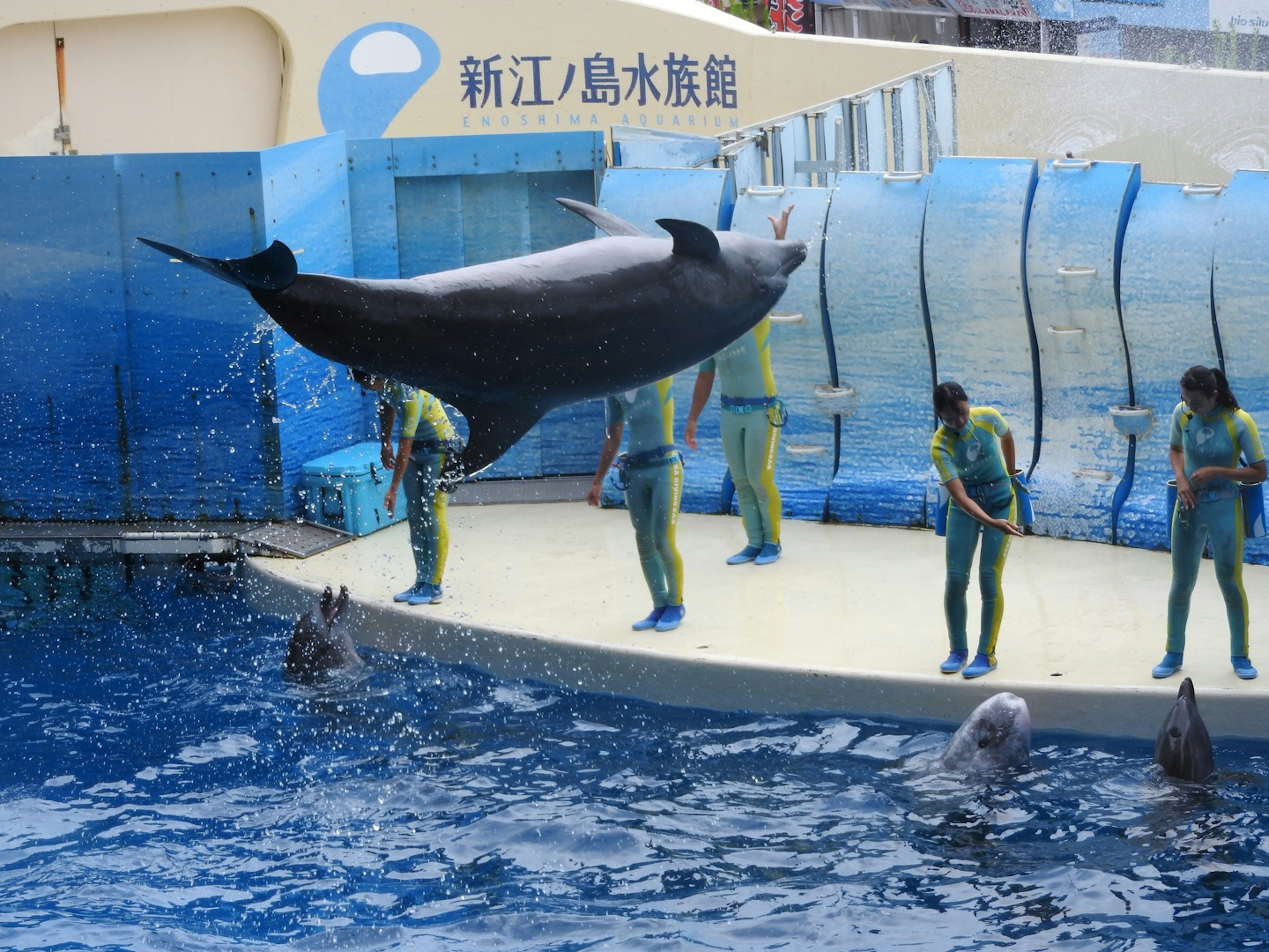 Dauphin sautant lors d'un spectacle d'aquarium avec des entraîneurs devant un public