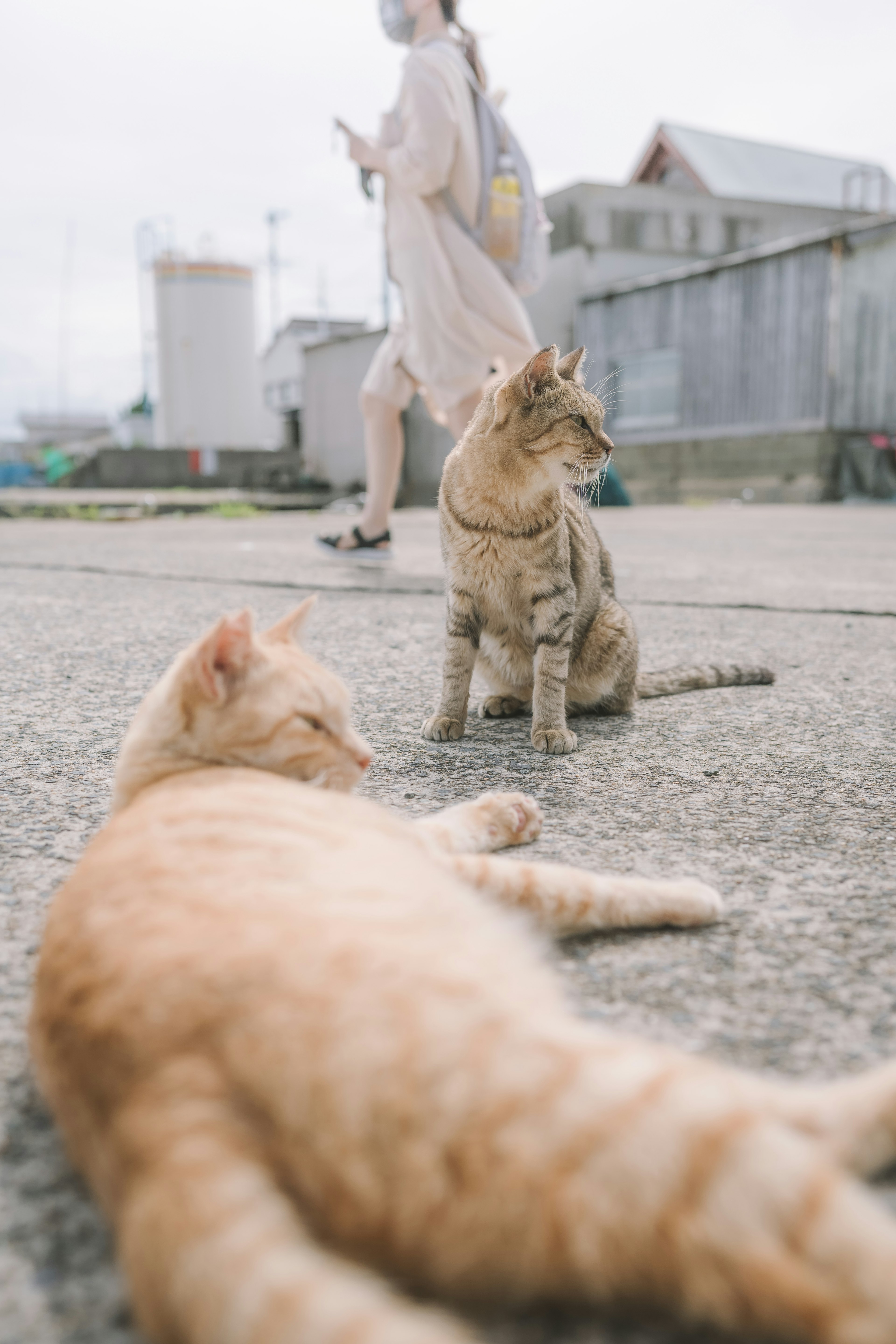 An orange cat and a tabby cat relaxing on the sidewalk with a person walking in the background