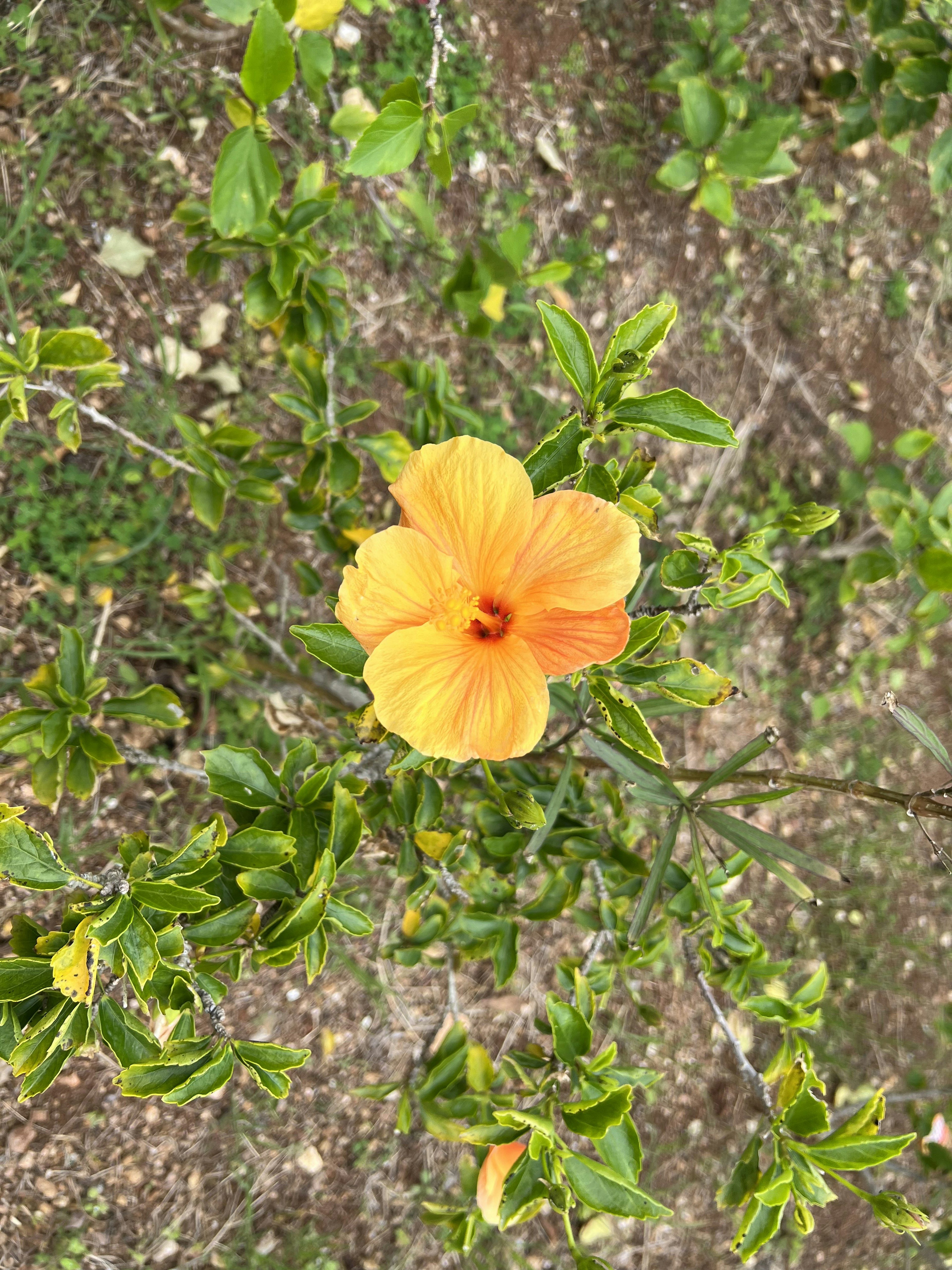 鮮やかなオレンジ色のハイビスカスの花と緑の葉