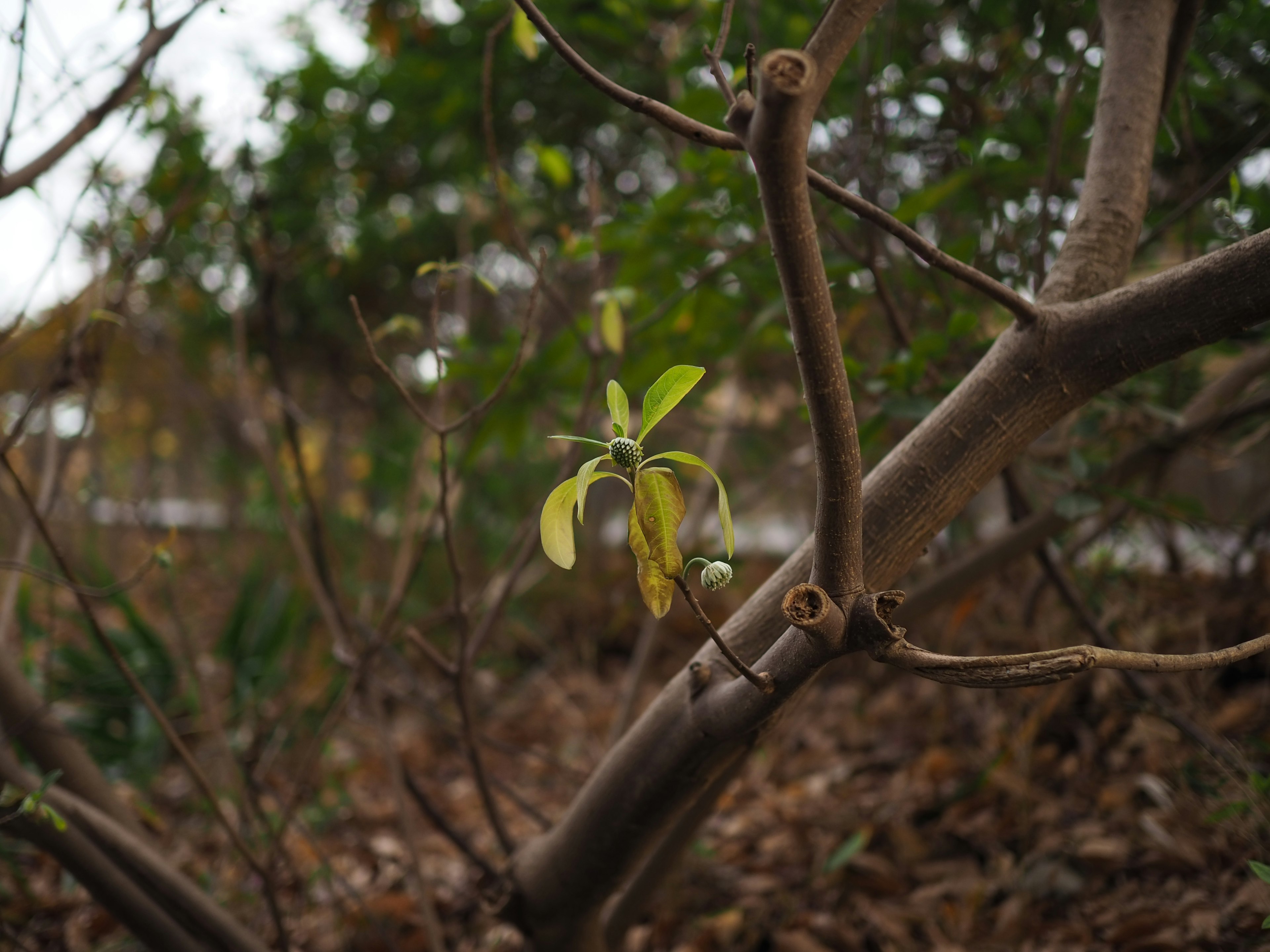 Une petite fleur jaune épanouie sur une fine branche