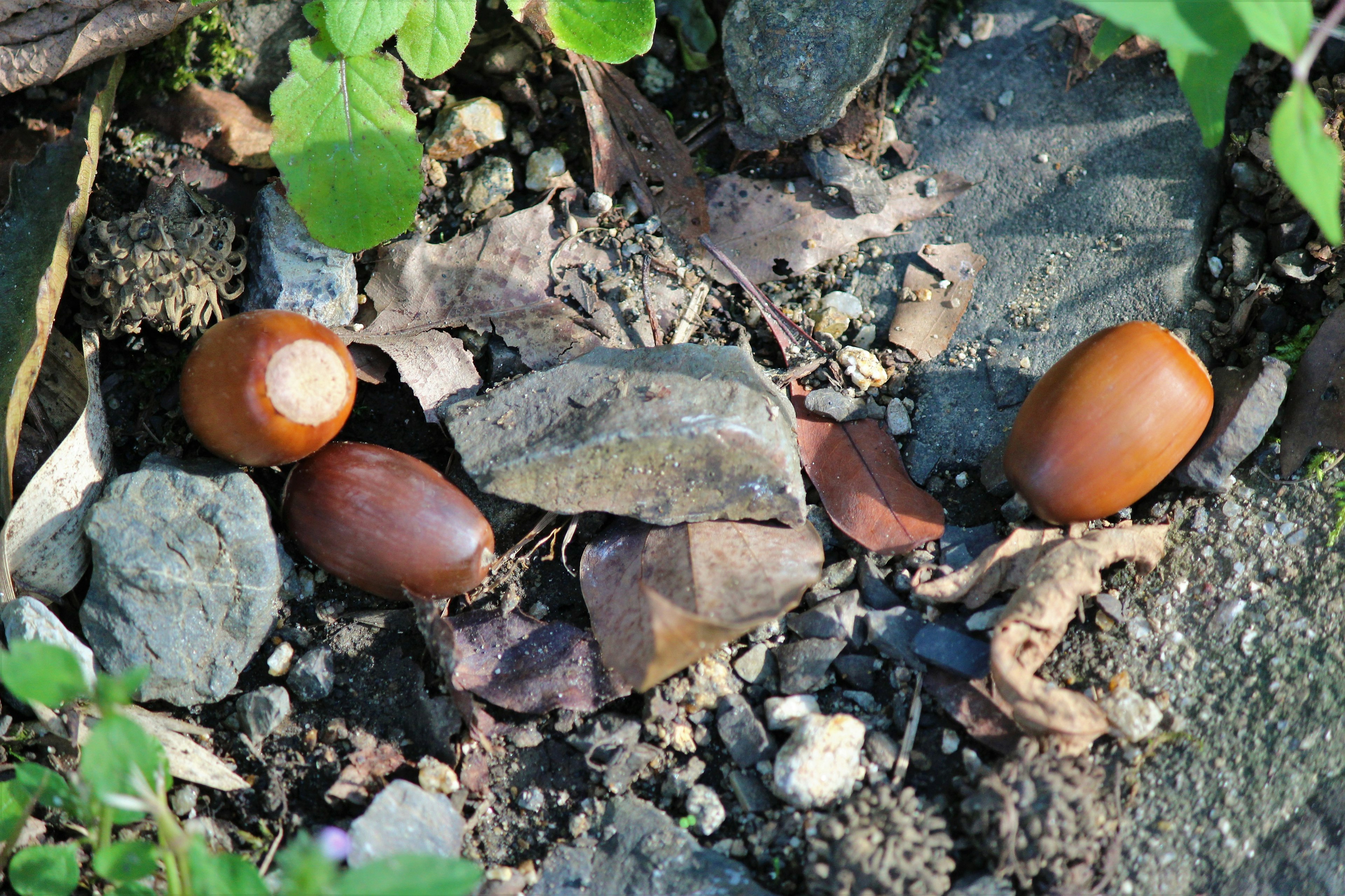 Naturszene mit mehreren Eicheln und Steinen auf dem Boden