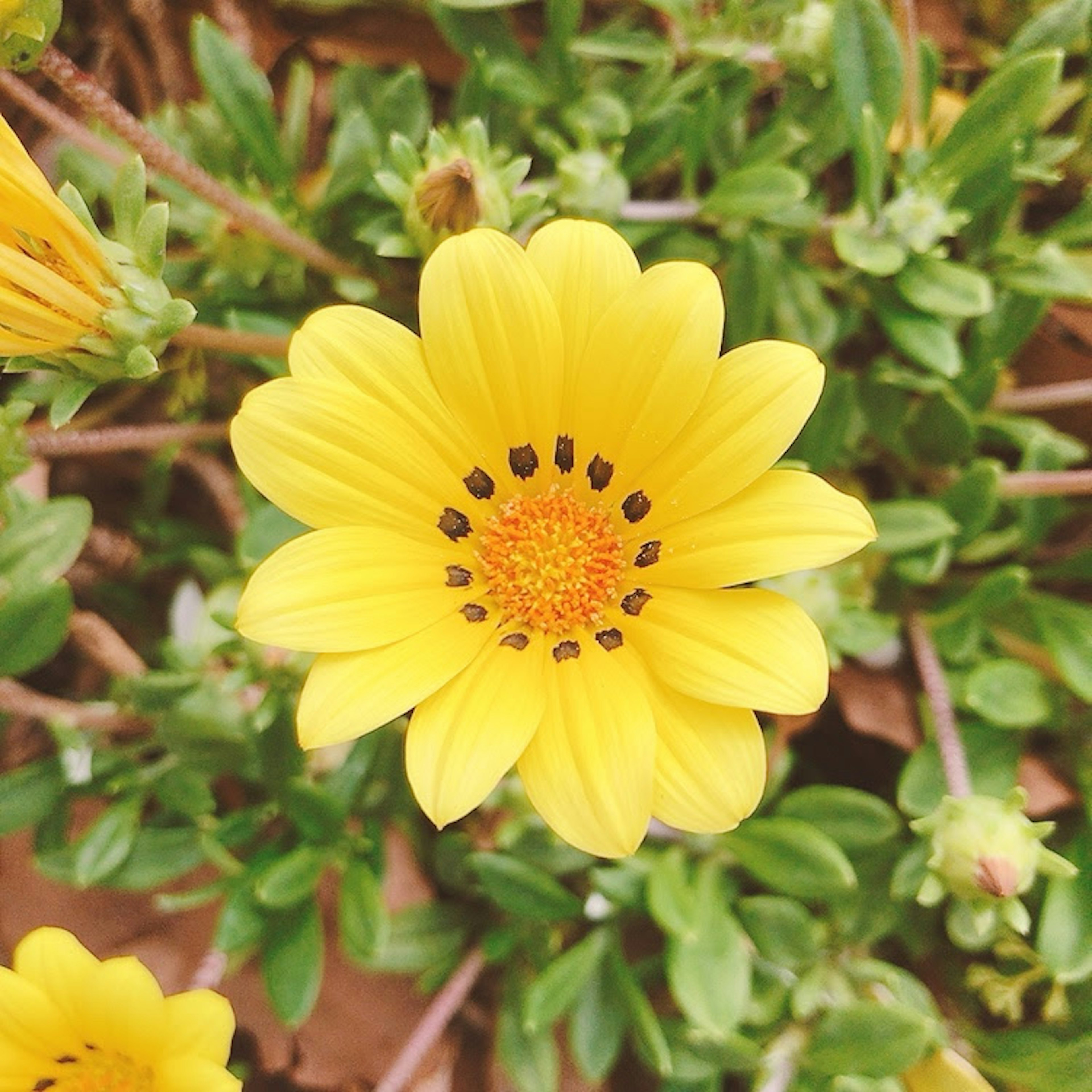 Lebendige gelbe Blume, die zwischen grünen Blättern blüht