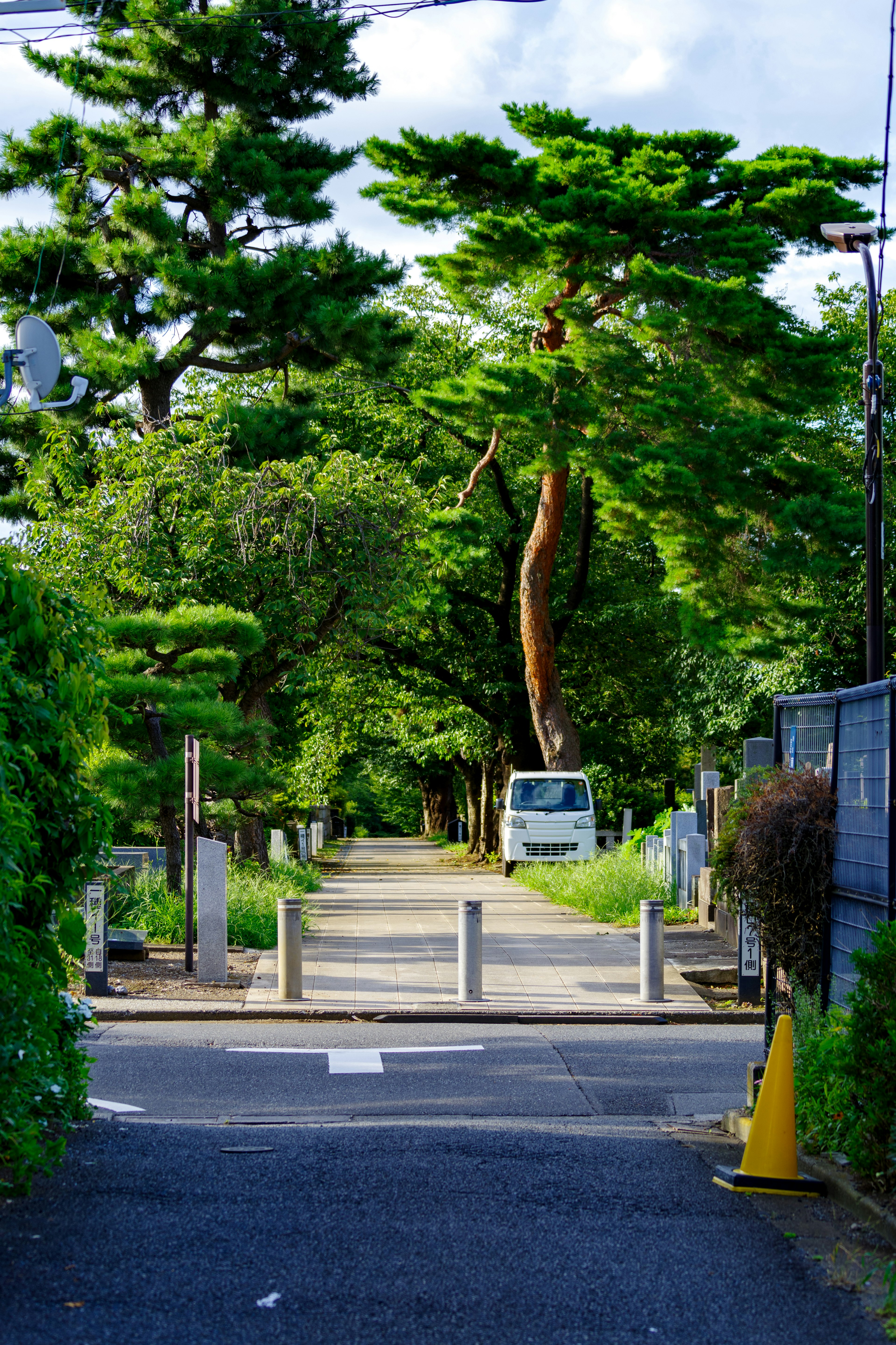 Chemin pittoresque entouré de verdure luxuriante et d'arbres élancés