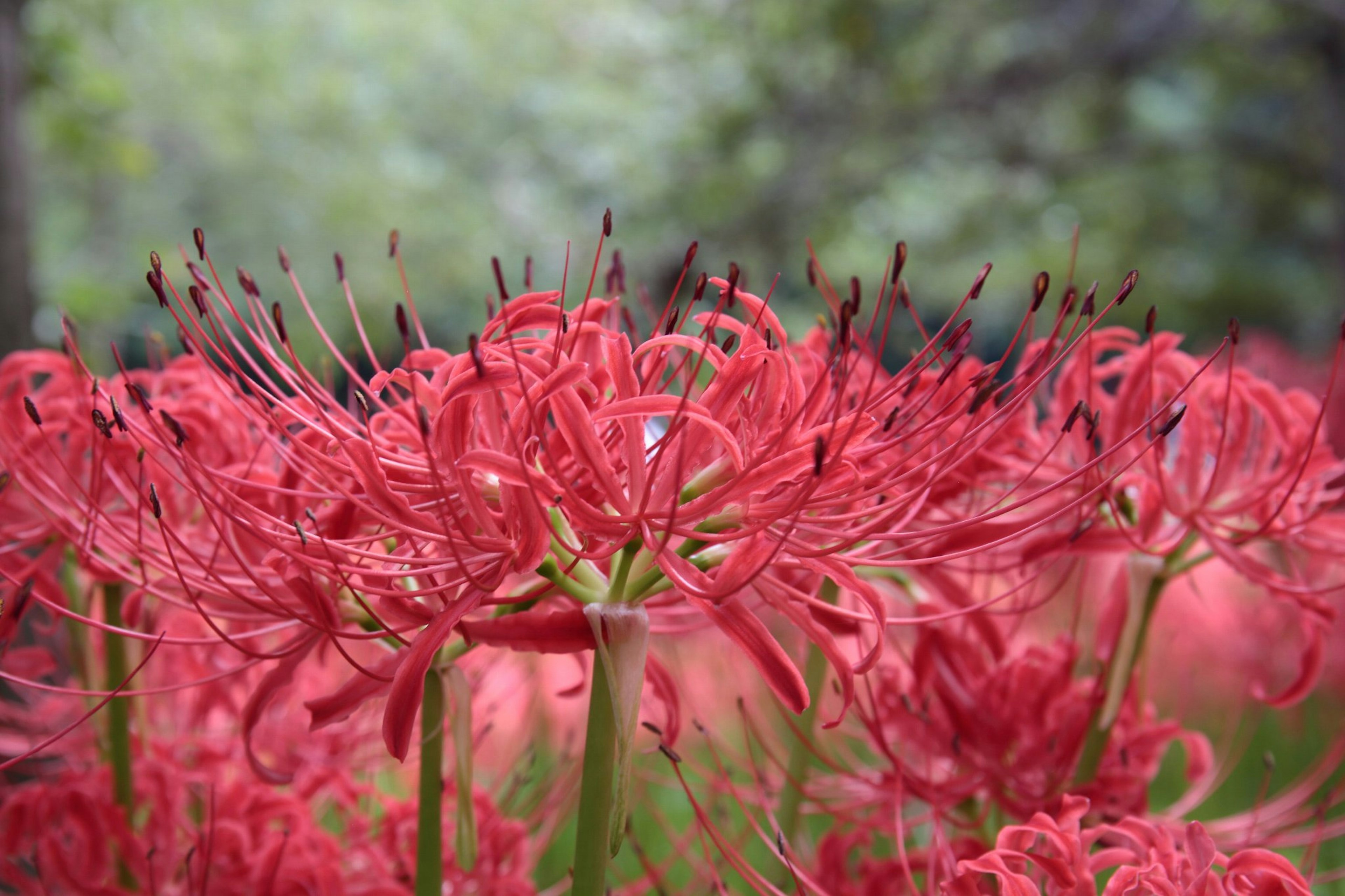 Lys araignée rouges vibrants en fleurs dans un cadre naturel