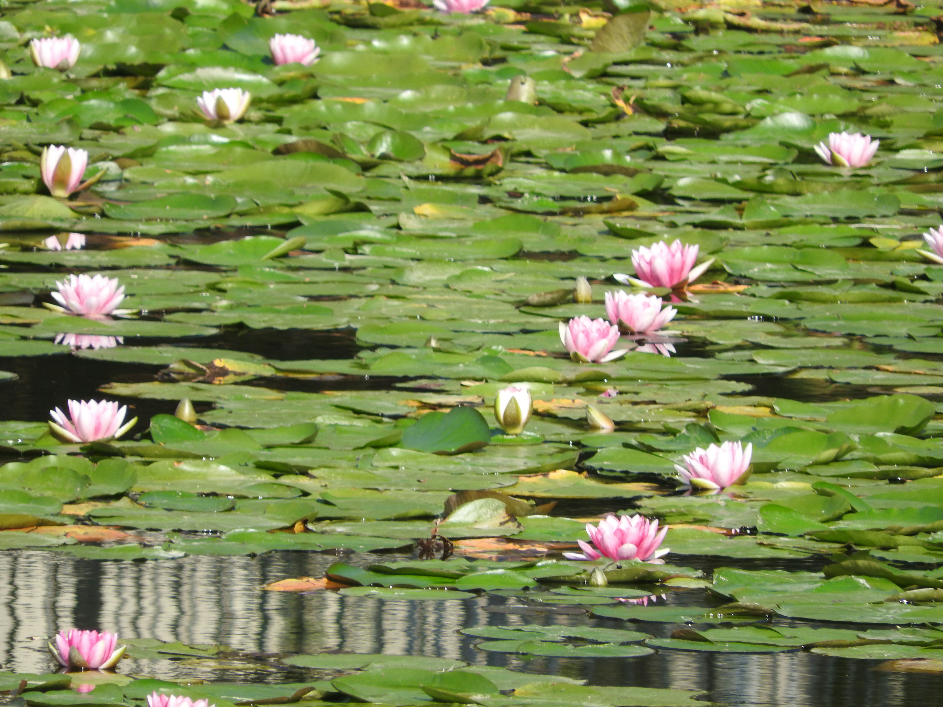 Pink water lilies floating on a green lily pad surface