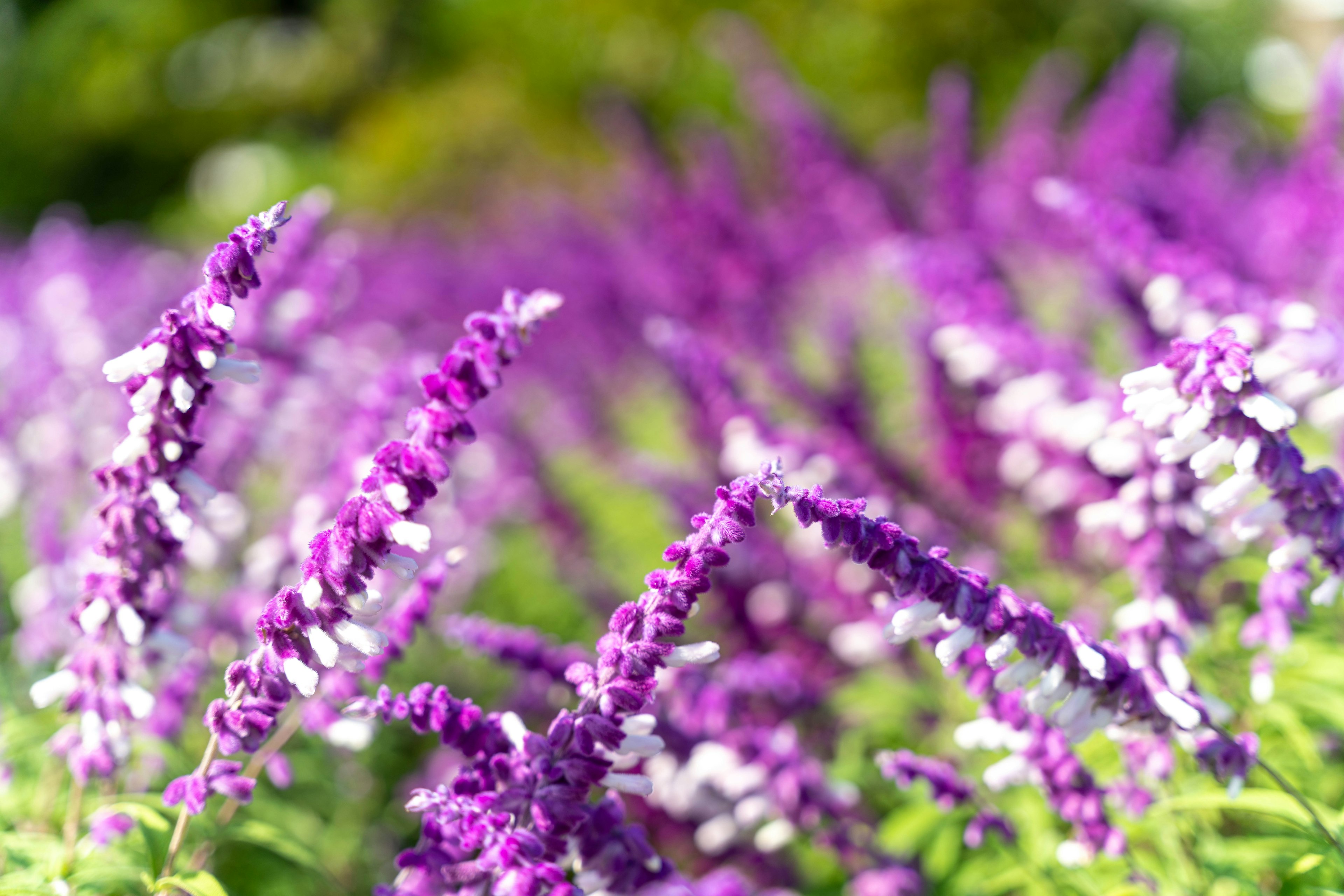 Primer plano de un campo con flores moradas y blancas