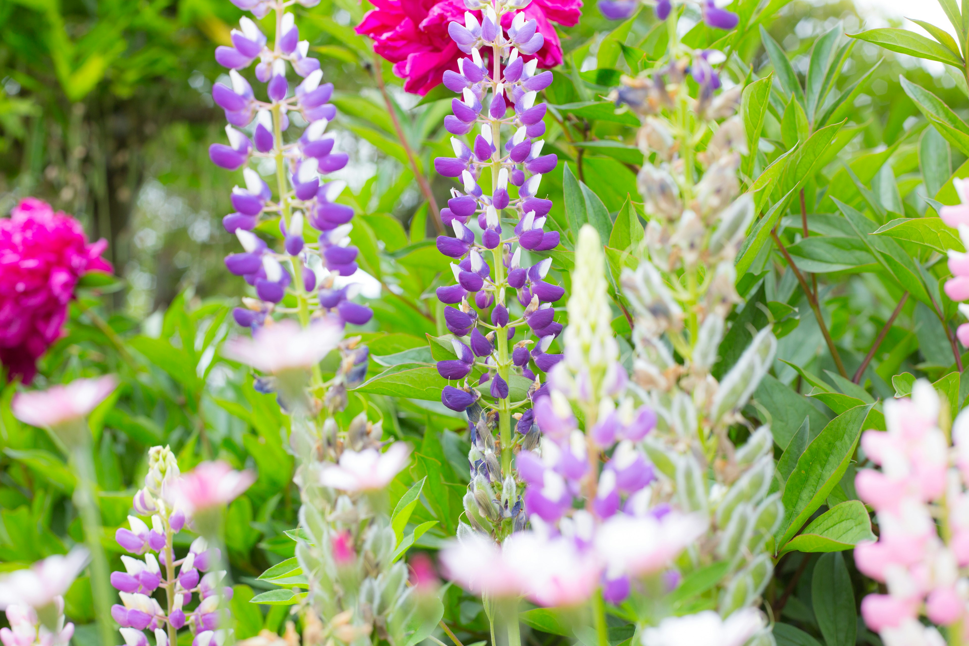 色とりどりのルピナスの花が咲いている風景