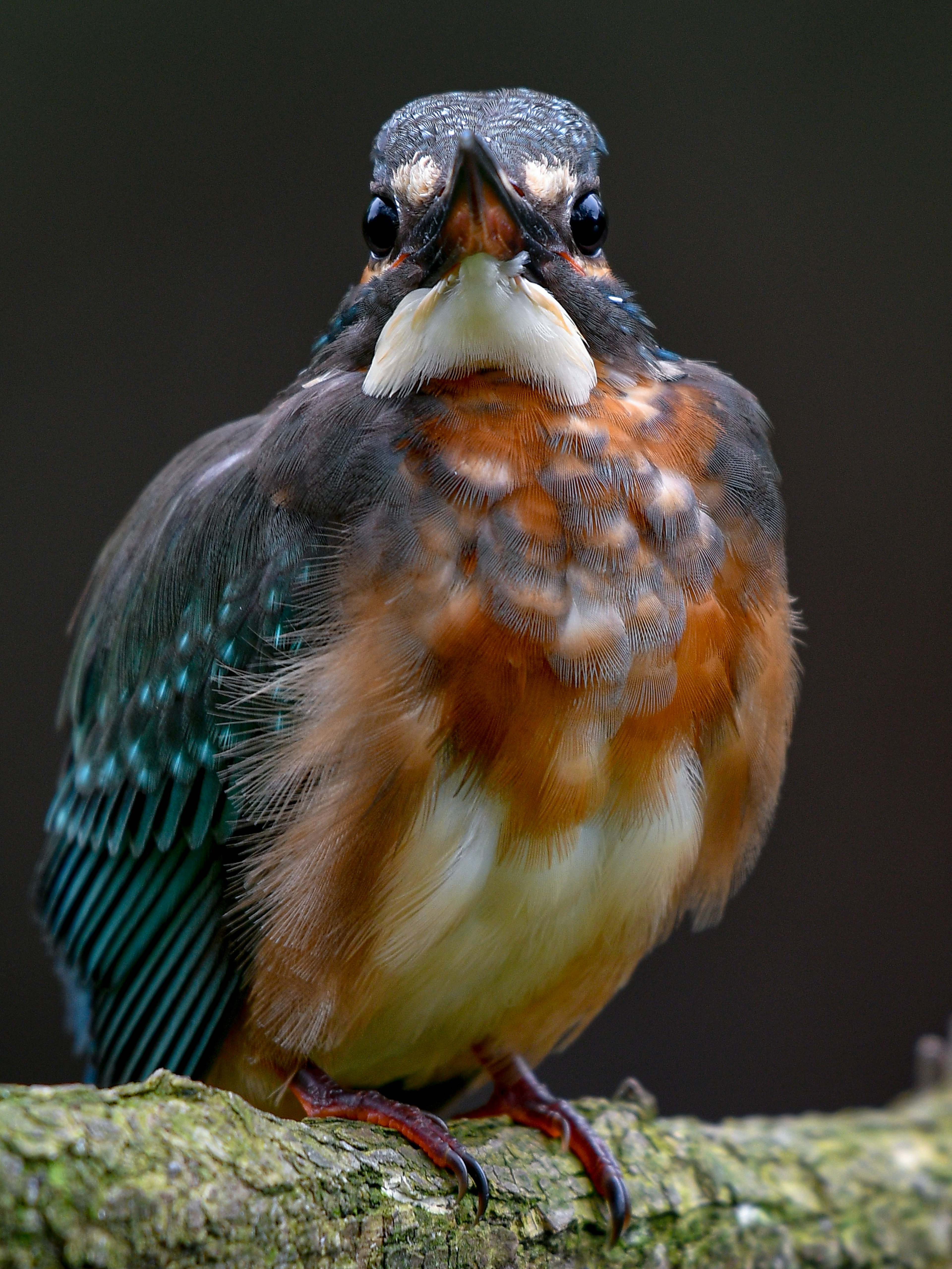 Close-up of a beautiful kingfisher perched on a branch showcasing vibrant plumage and unique facial features