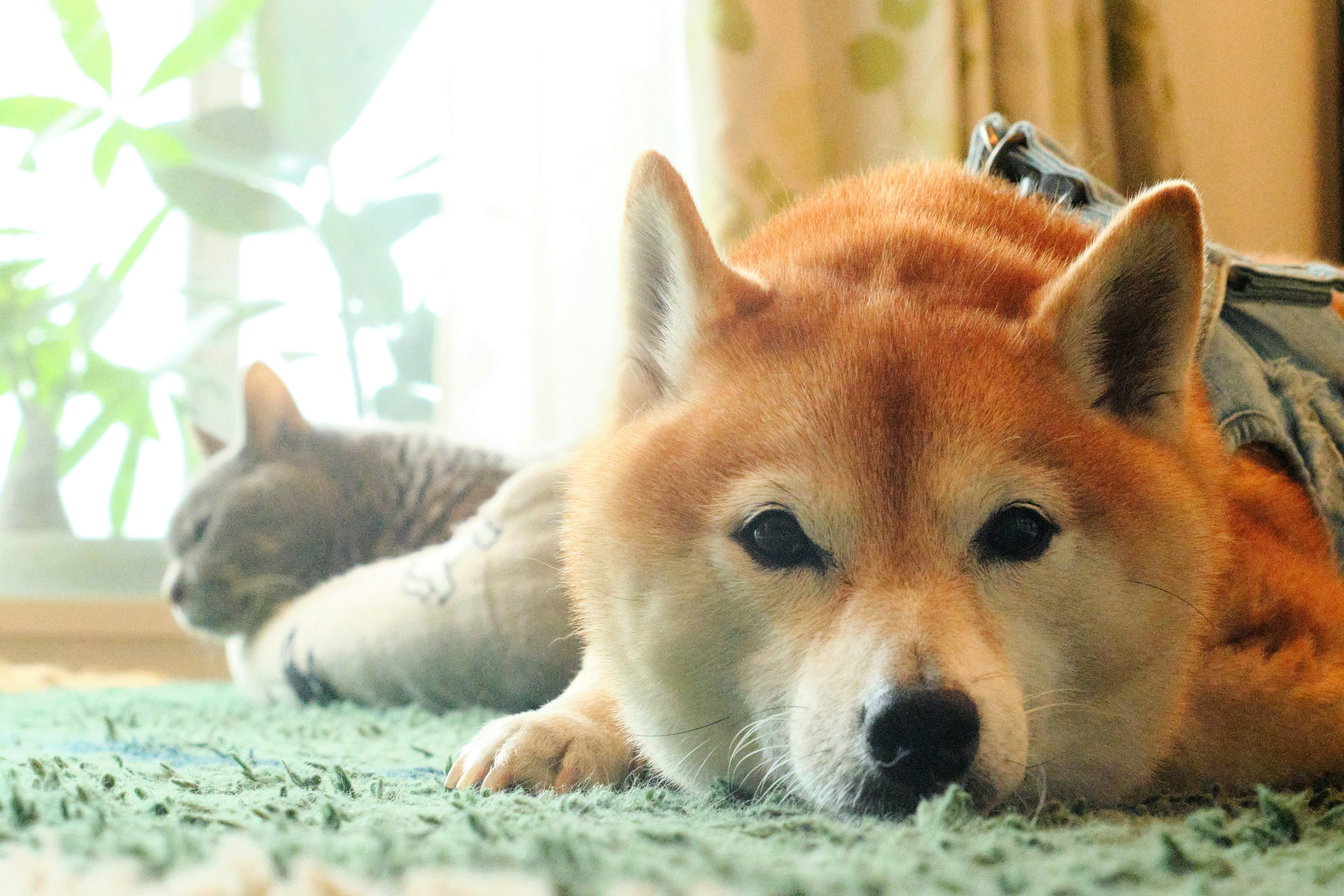 Shiba Inu et chat se relaxant à l'intérieur