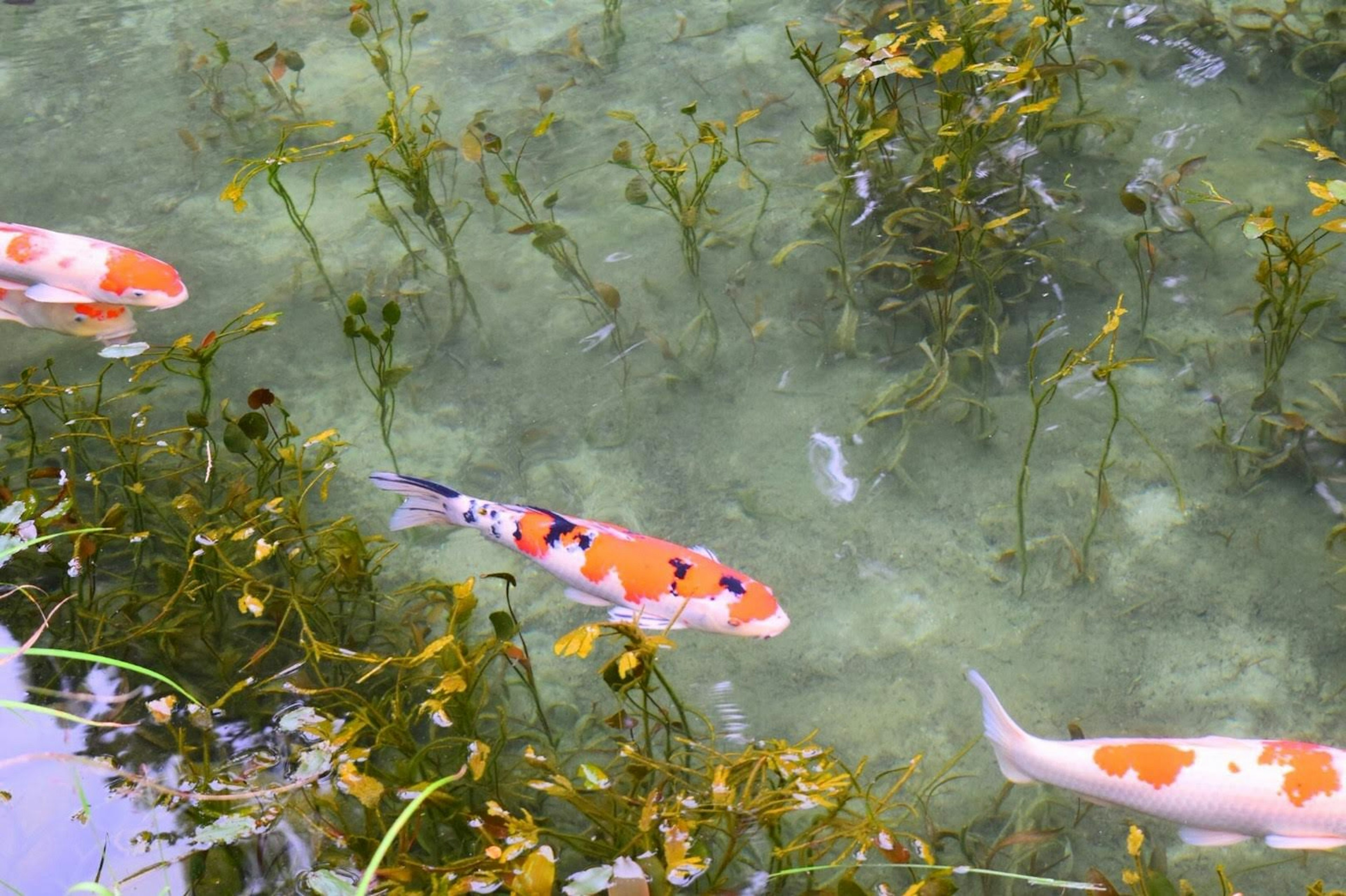 Carpe koi che nuotano in acqua chiara con piante acquatiche