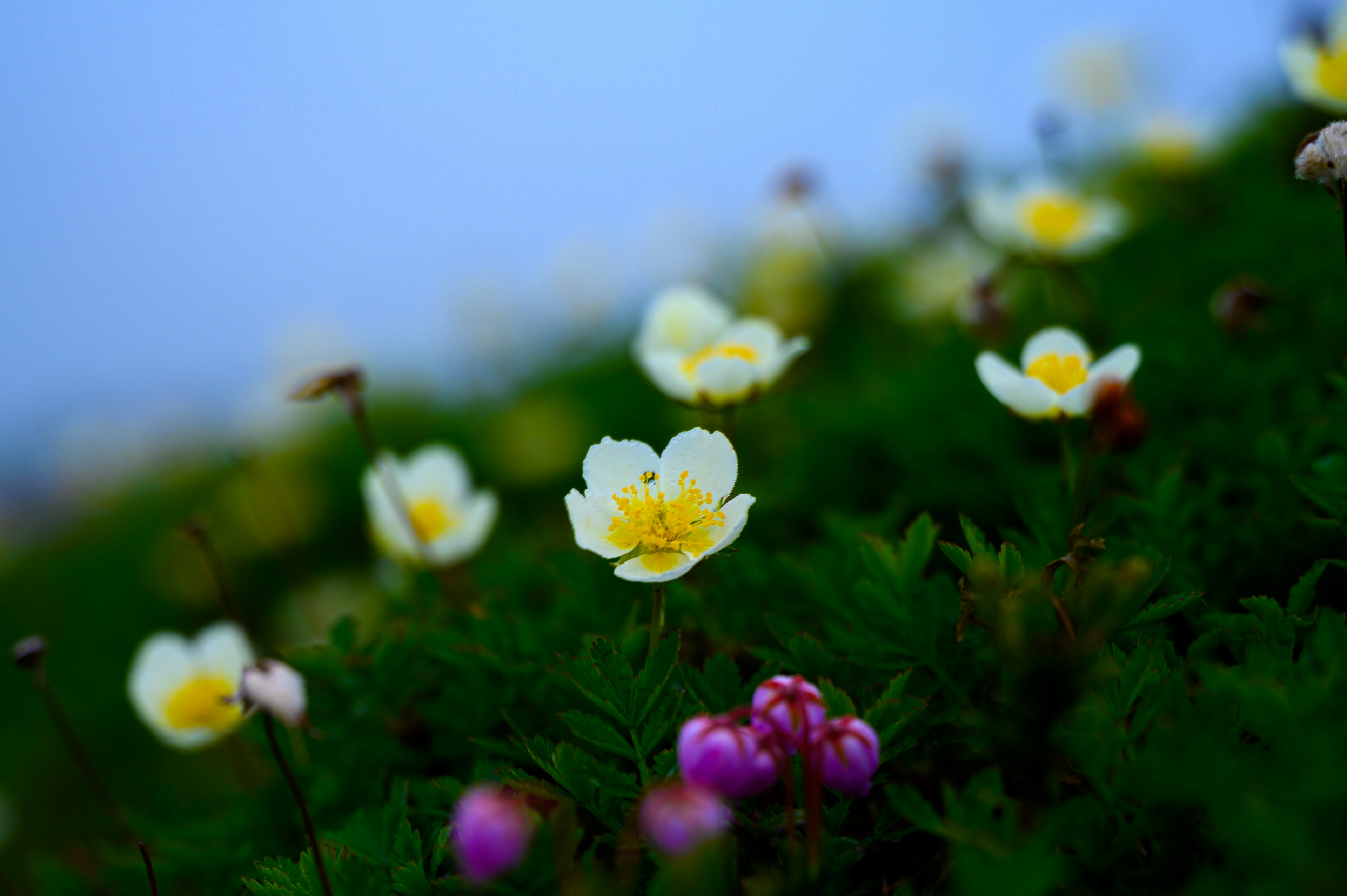 Field of white and pink flowers blooming on green grass