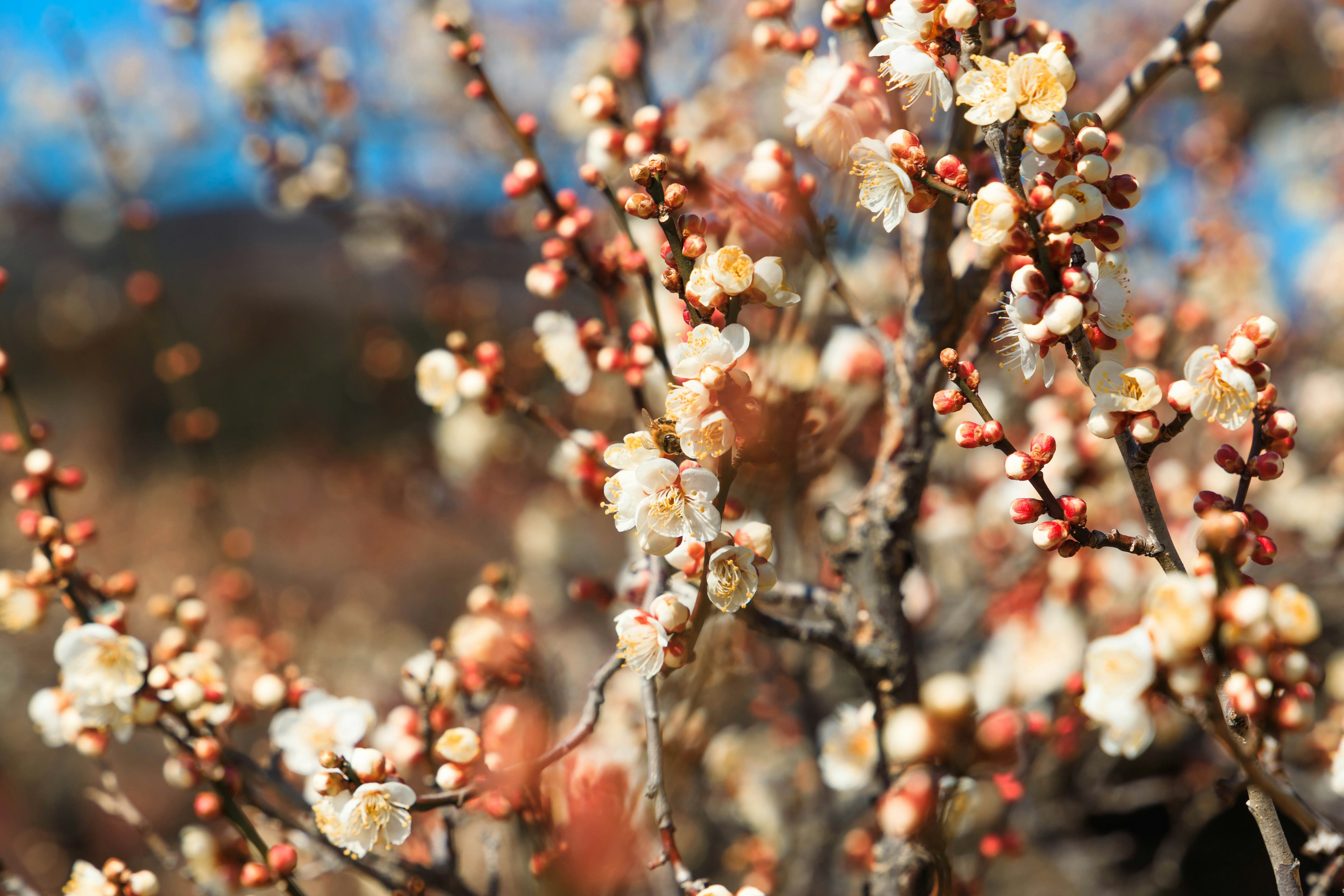 Acercamiento de hermosas flores de cerezo en ramas