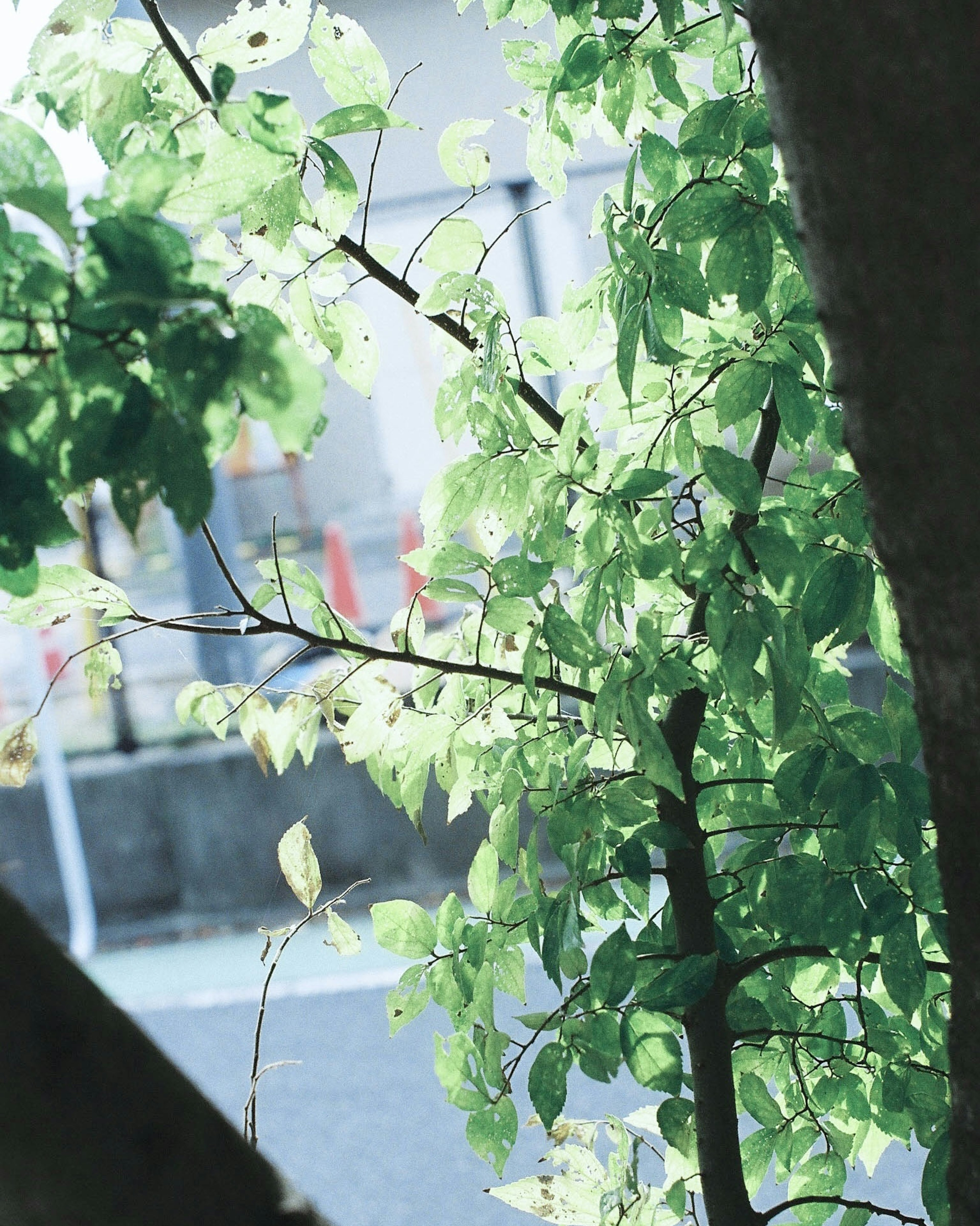 緑の葉が茂る木の枝と背景にぼんやりとした景色