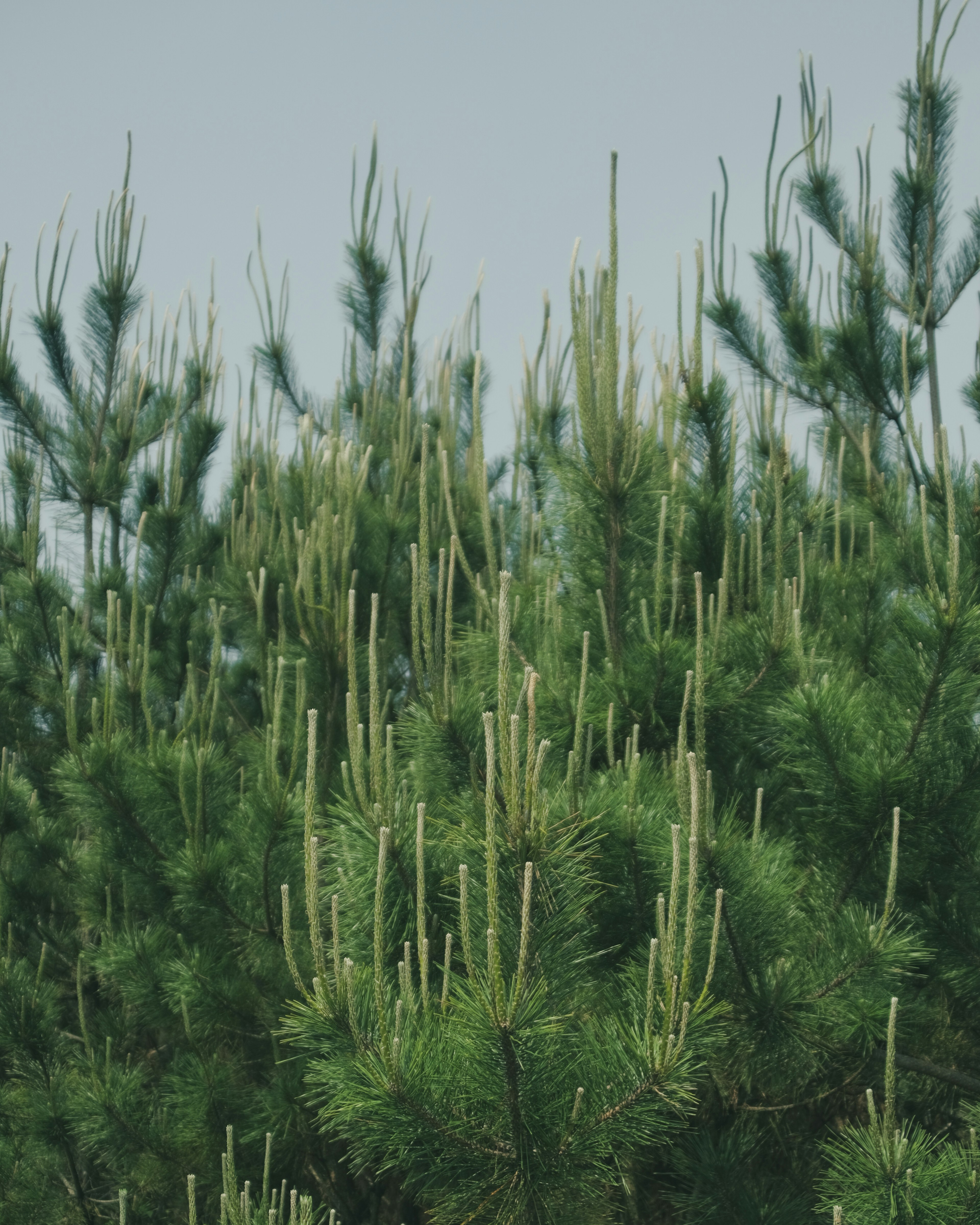 A dense cluster of green coniferous trees with young pine shoots rising