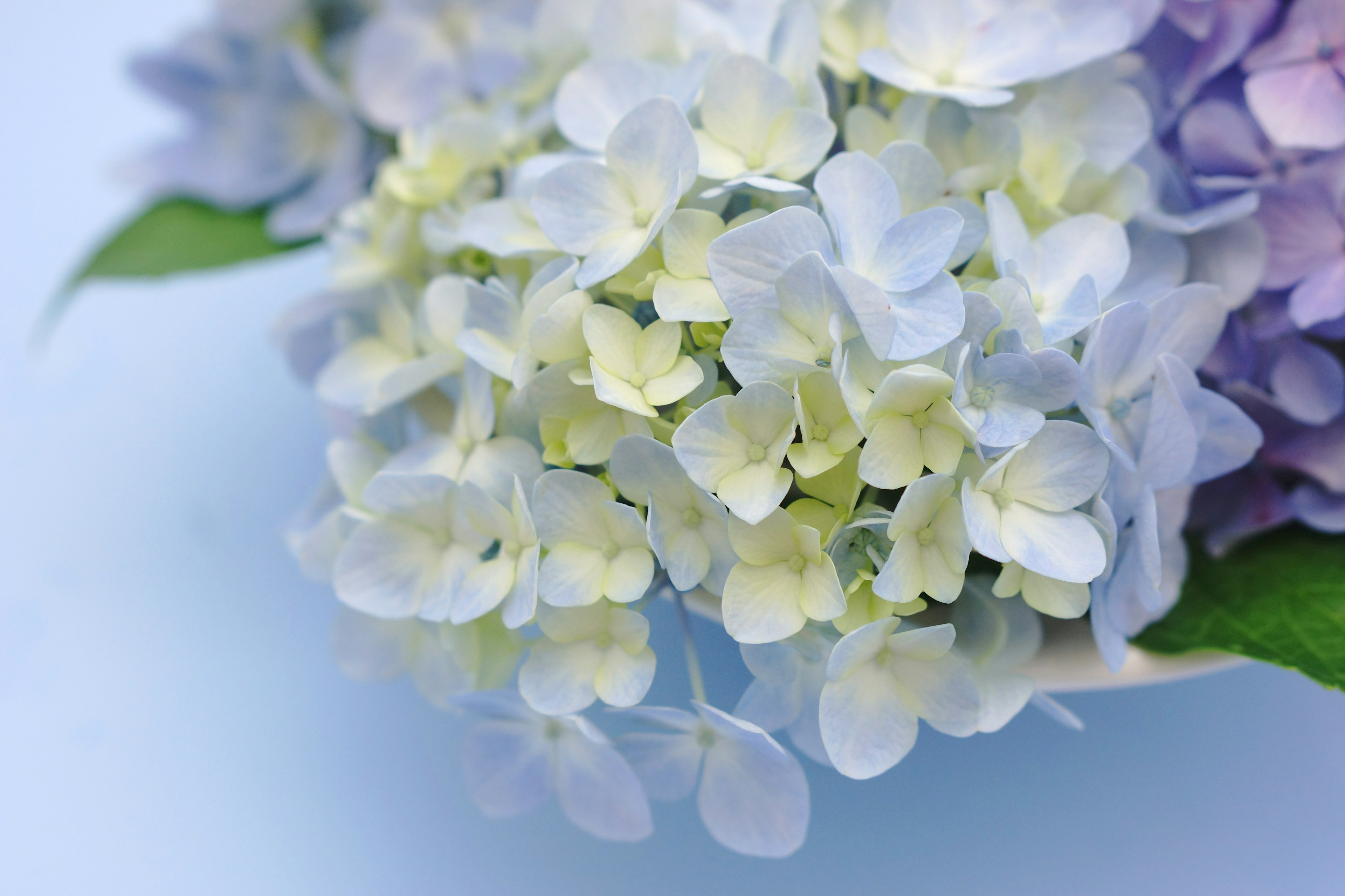 A bouquet of white and purple hydrangeas on a light blue background