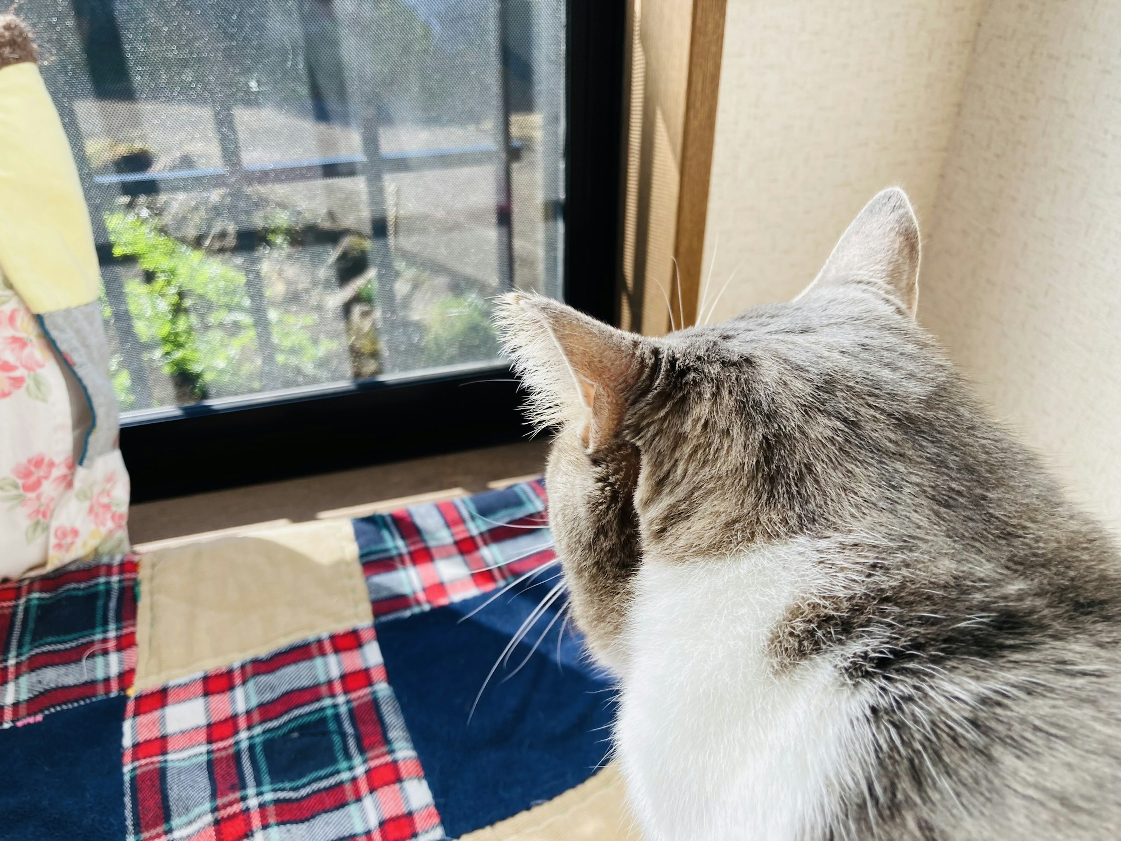 Gatto che guarda fuori dalla finestra con una coperta a quadri in primo piano