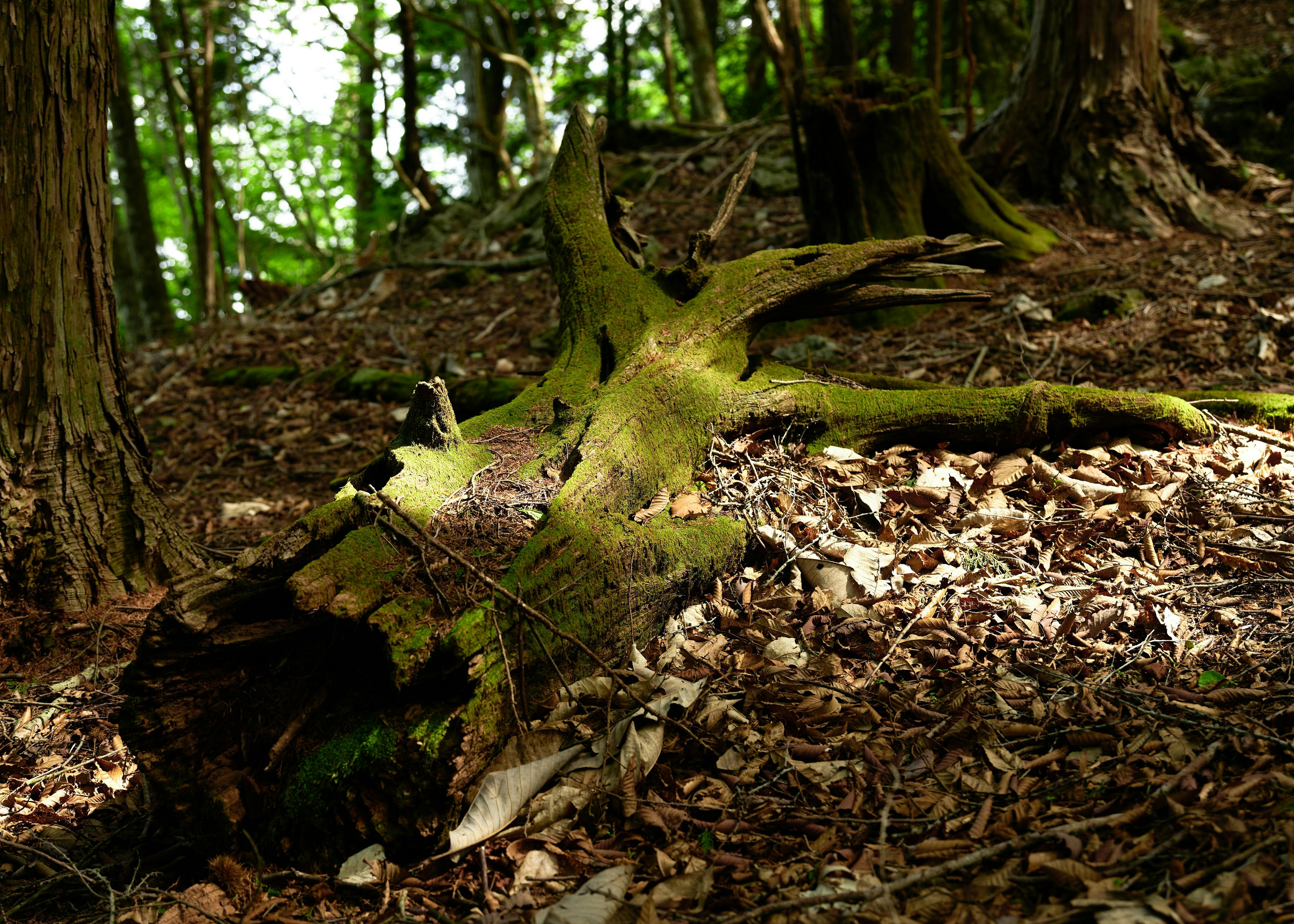 Árbol caído cubierto de musgo y hojas en el bosque